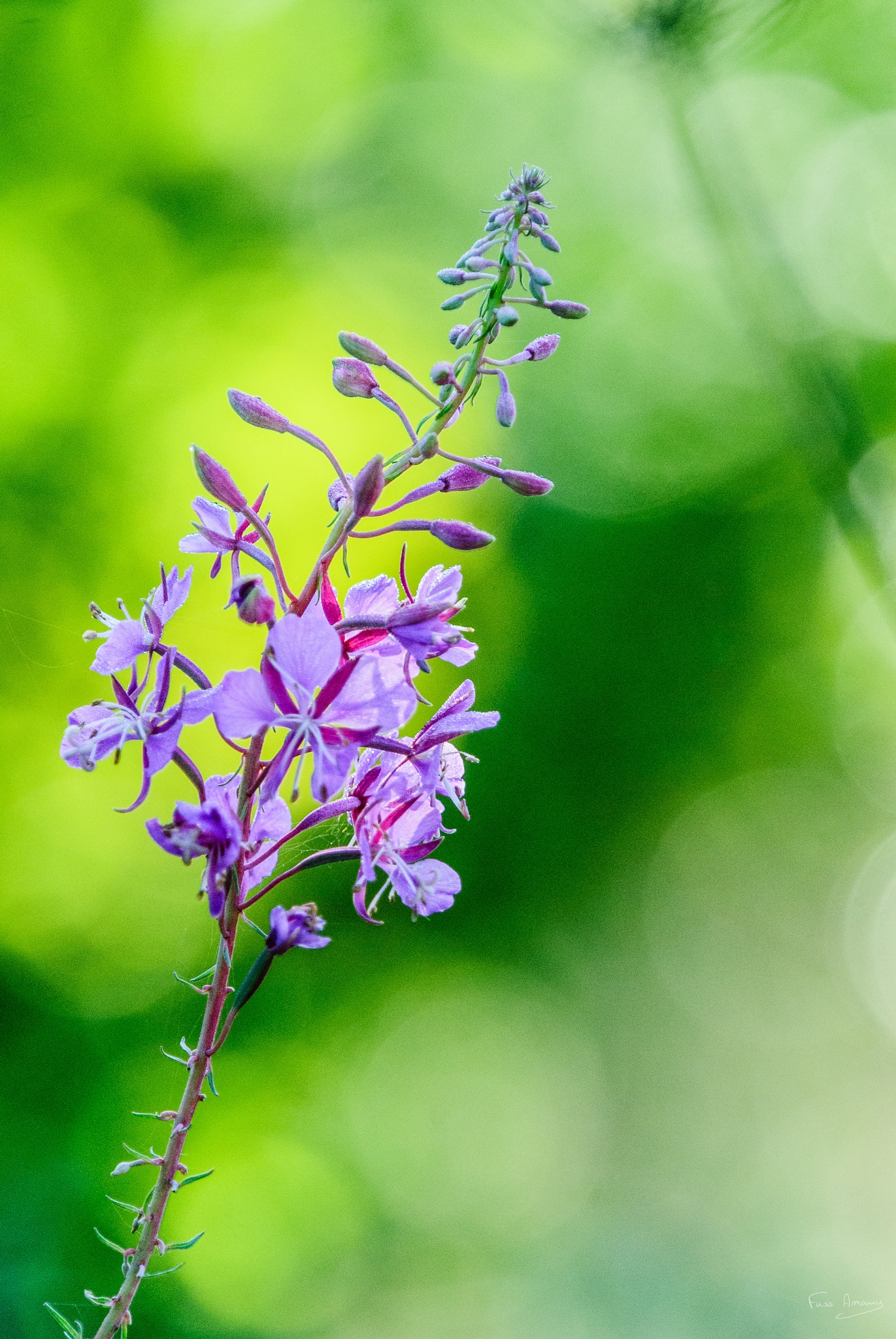 Nikon D200 sample photo. Lonely flower photography