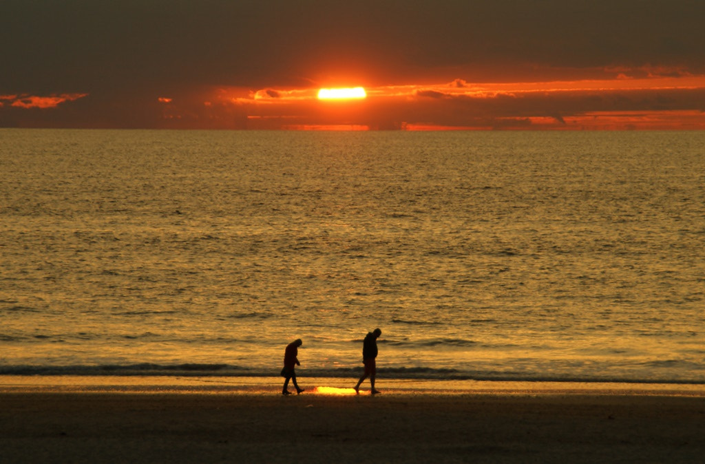 Sony Alpha DSLR-A290 sample photo. Looking for gold ? photography