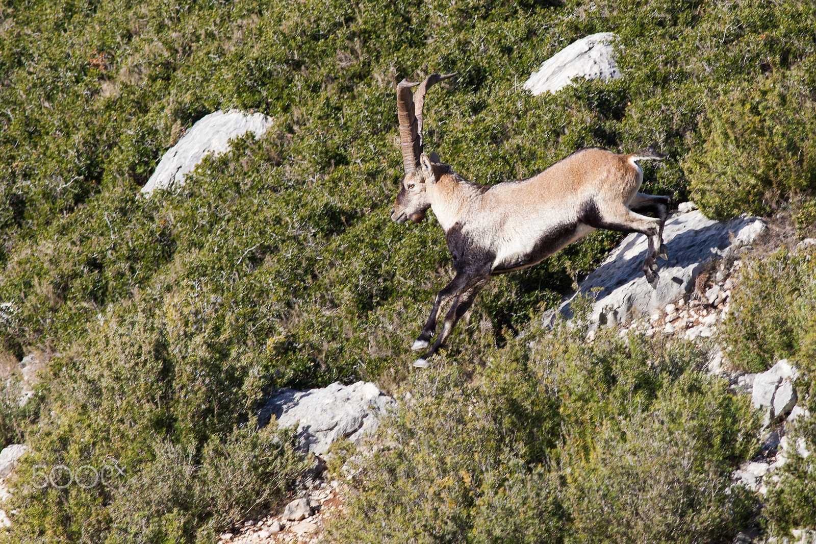 Canon EF 400mm F5.6L USM sample photo. Wild goat photography