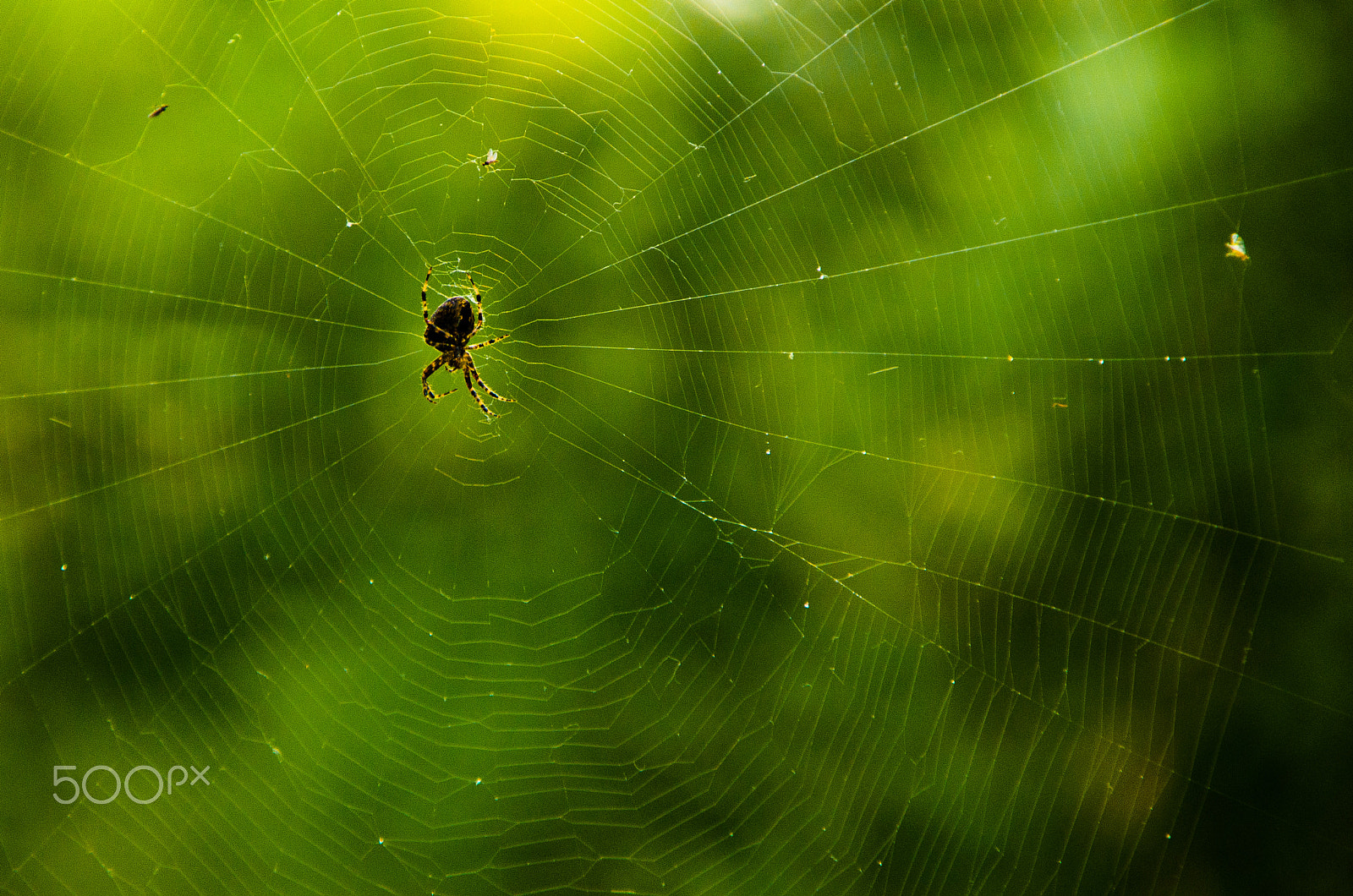 Sigma 18-250mm F3.5-6.3 DC OS HSM sample photo. The web photography