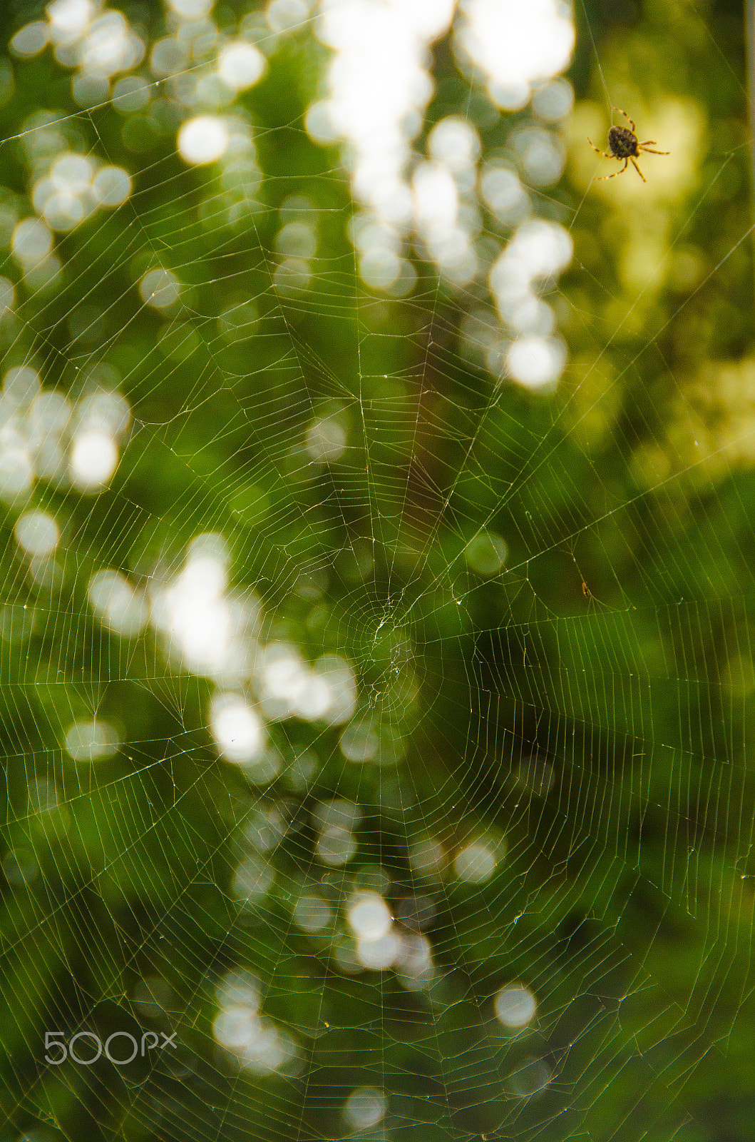 Sigma 18-250mm F3.5-6.3 DC OS HSM sample photo. Spider living for food photography
