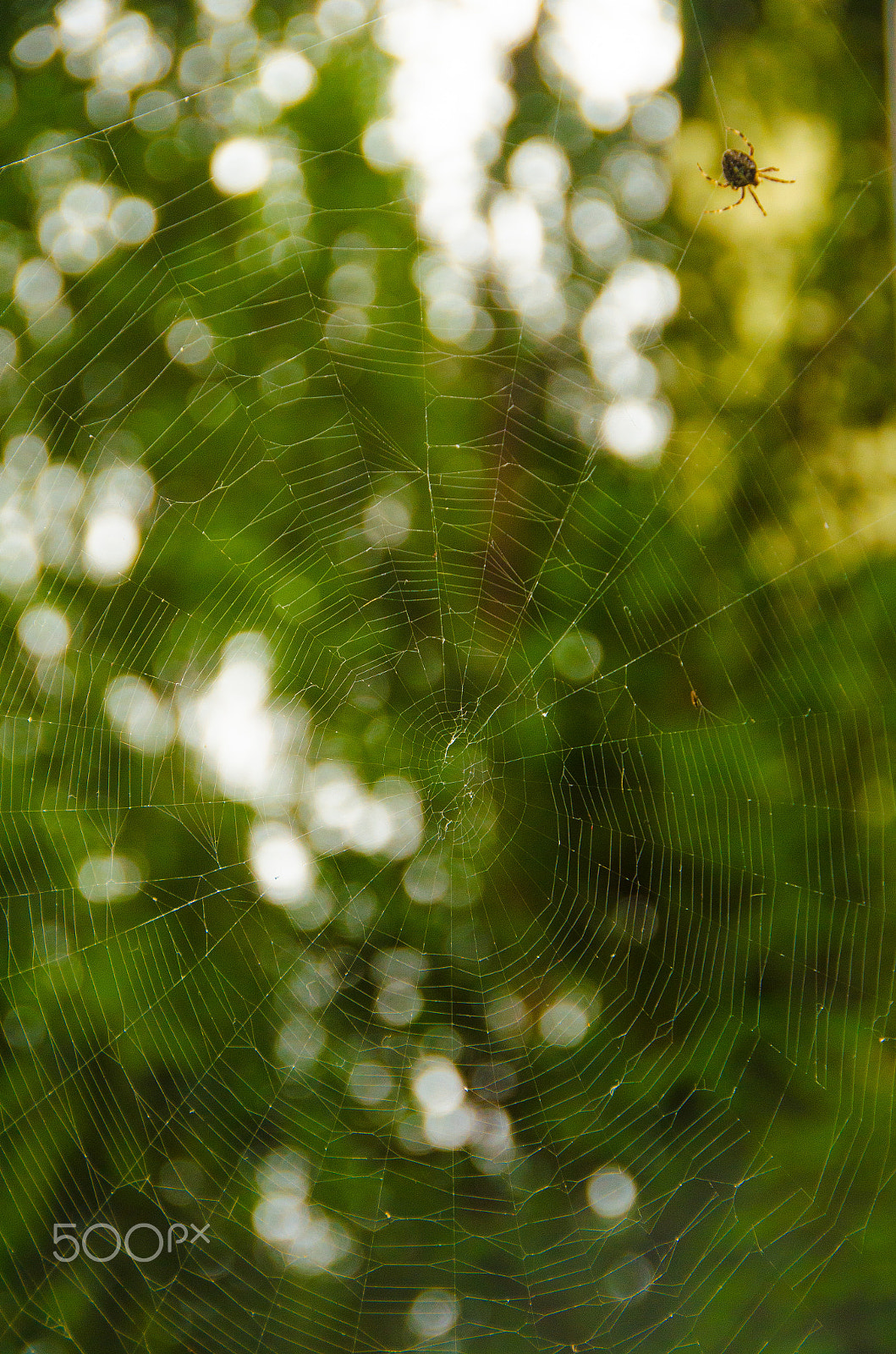 Nikon D7000 + Sigma 18-250mm F3.5-6.3 DC OS HSM sample photo. Spider living for food photography