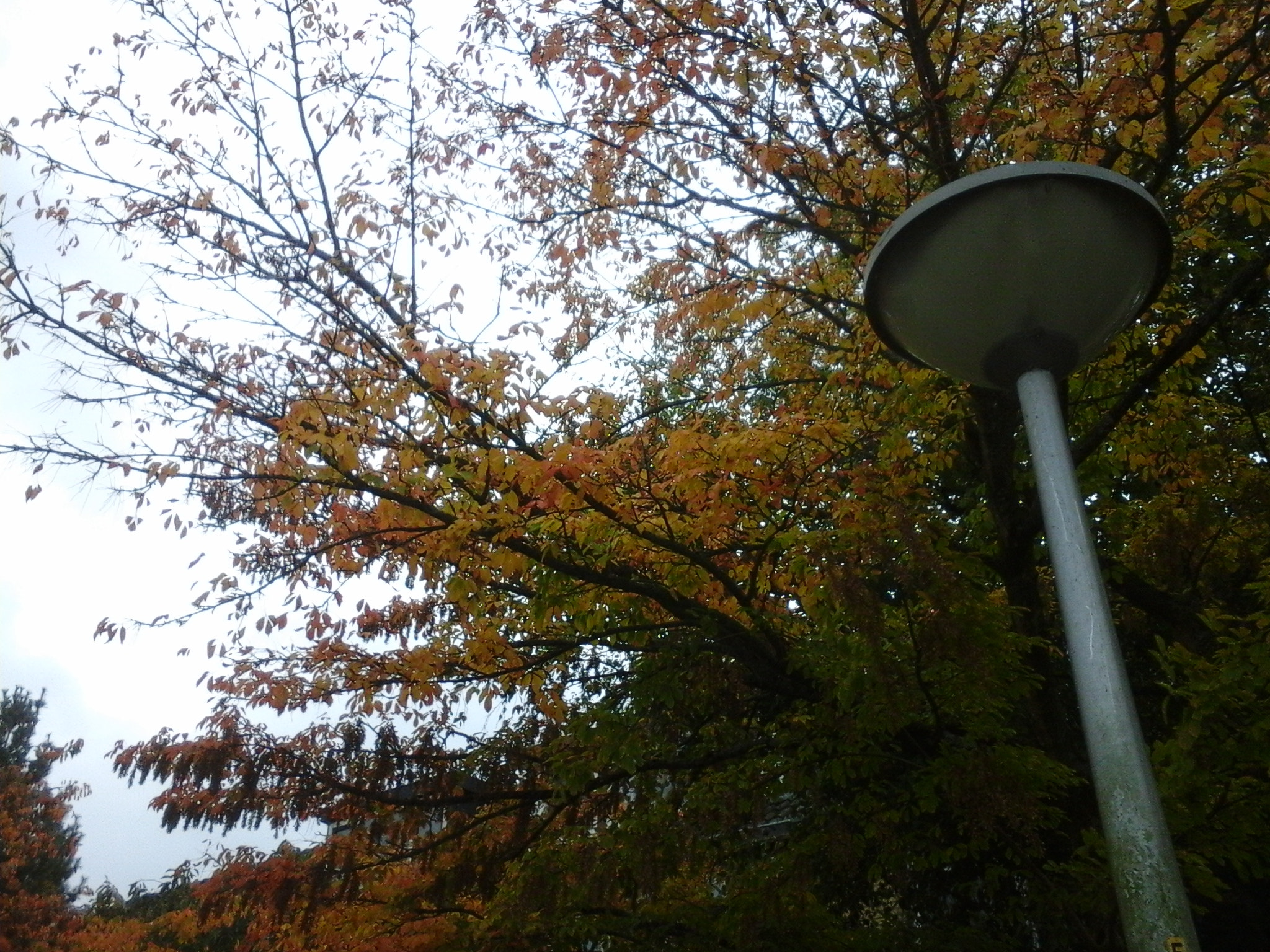 Samsung GT-S7390 sample photo. [] photography