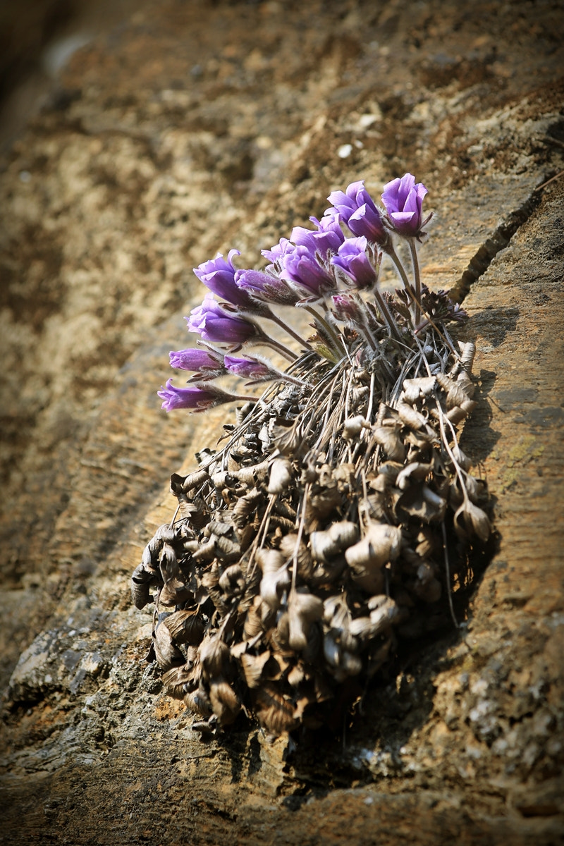 Canon EF 80-200mm f/2.8L sample photo. Pulsatilla tongkangensis photography