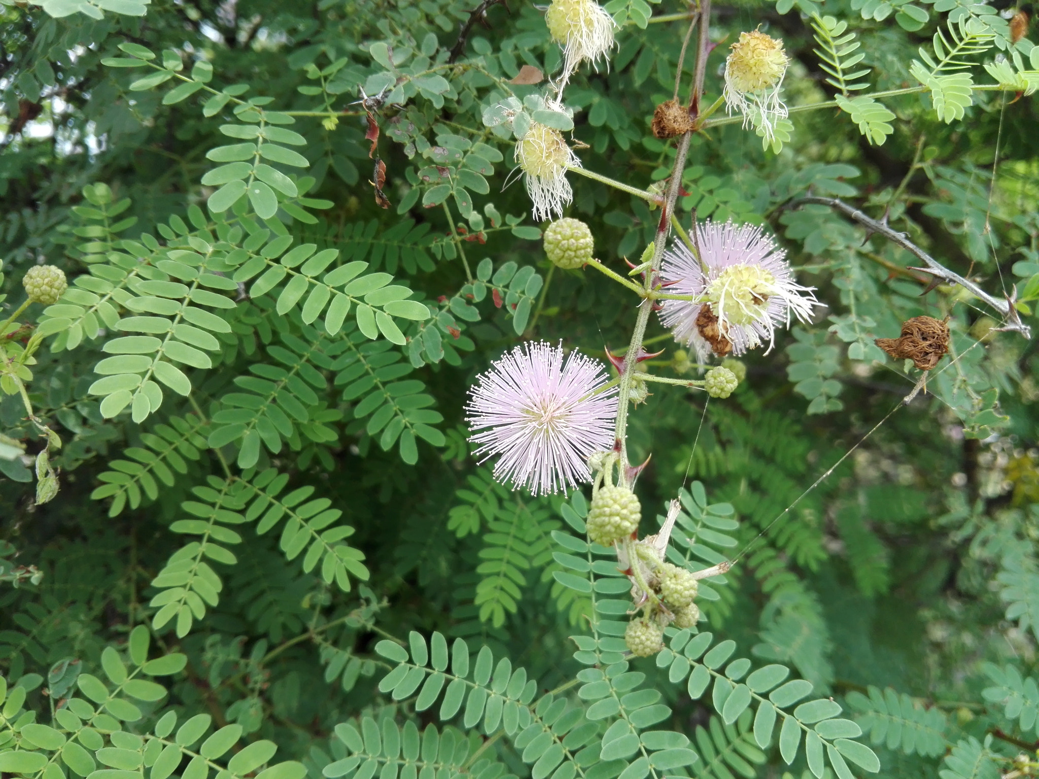 HUAWEI CHM-U01 sample photo