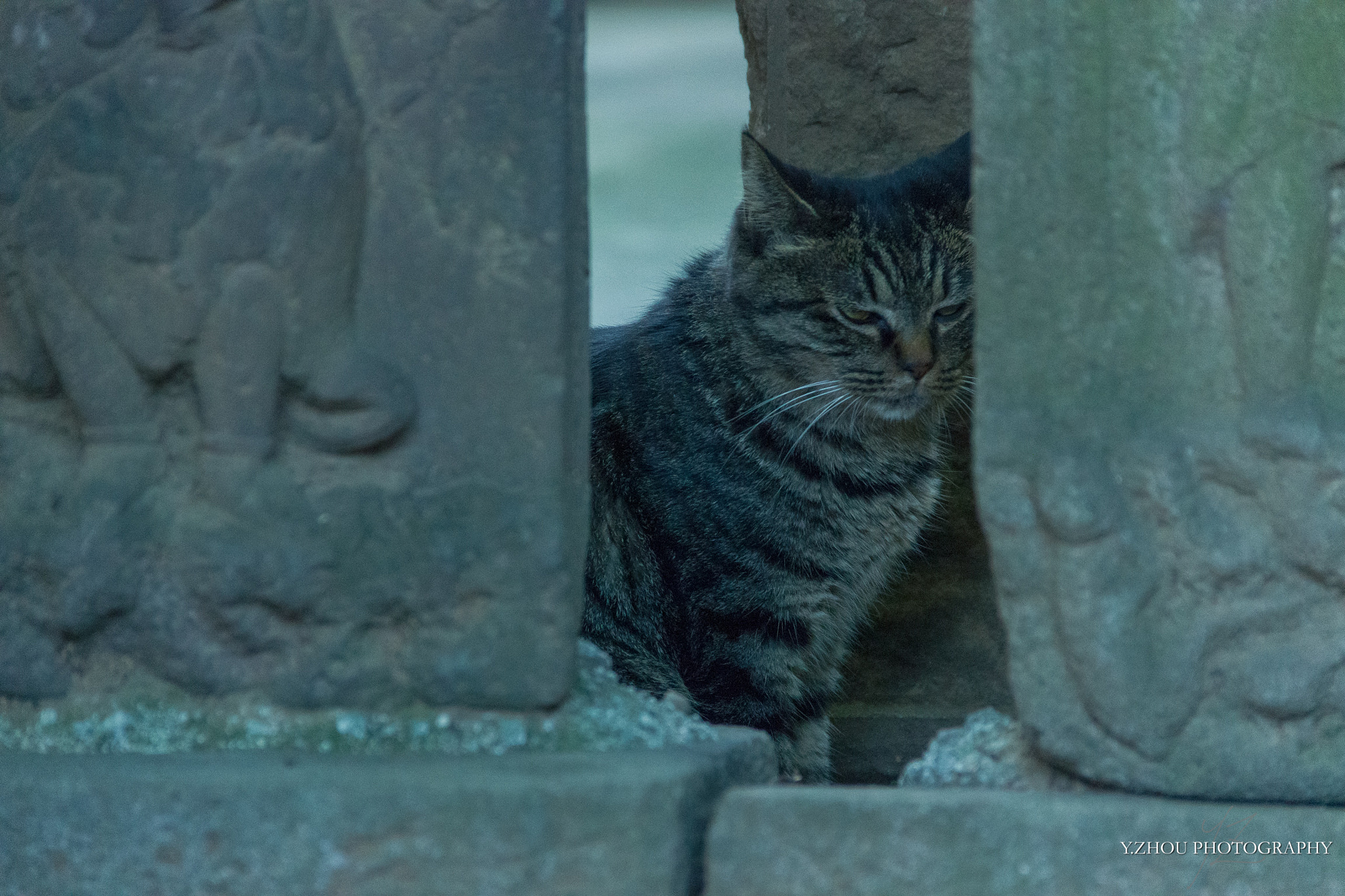 Canon EOS 600D (Rebel EOS T3i / EOS Kiss X5) sample photo. Cat photography
