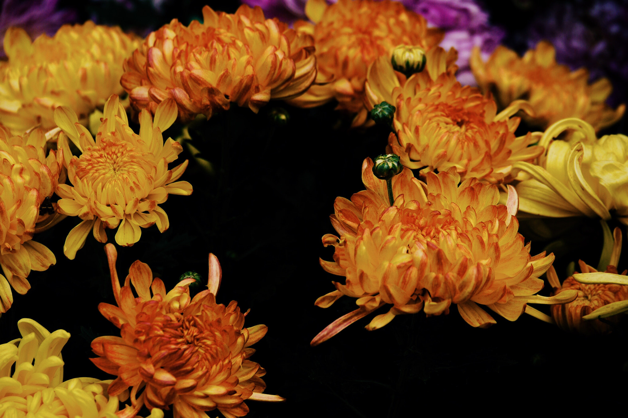 Panasonic Lumix G X Vario 35-100mm F2.8 OIS sample photo