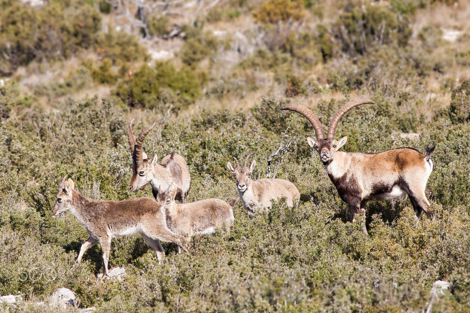 Canon EF 400mm F5.6L USM sample photo. Wild goats photography