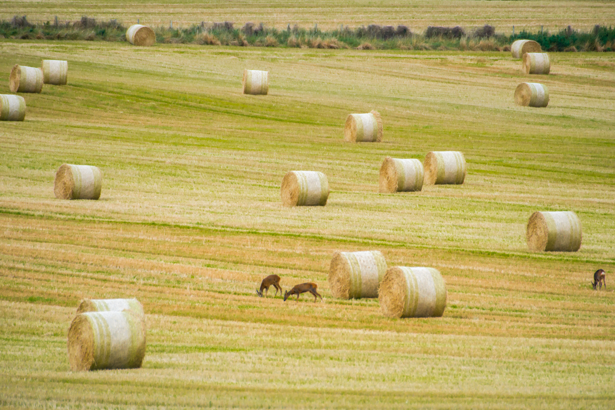 Nikon D800 + Sigma APO 170-500mm F5-6.3 Aspherical RF sample photo. Deers in the hay photography