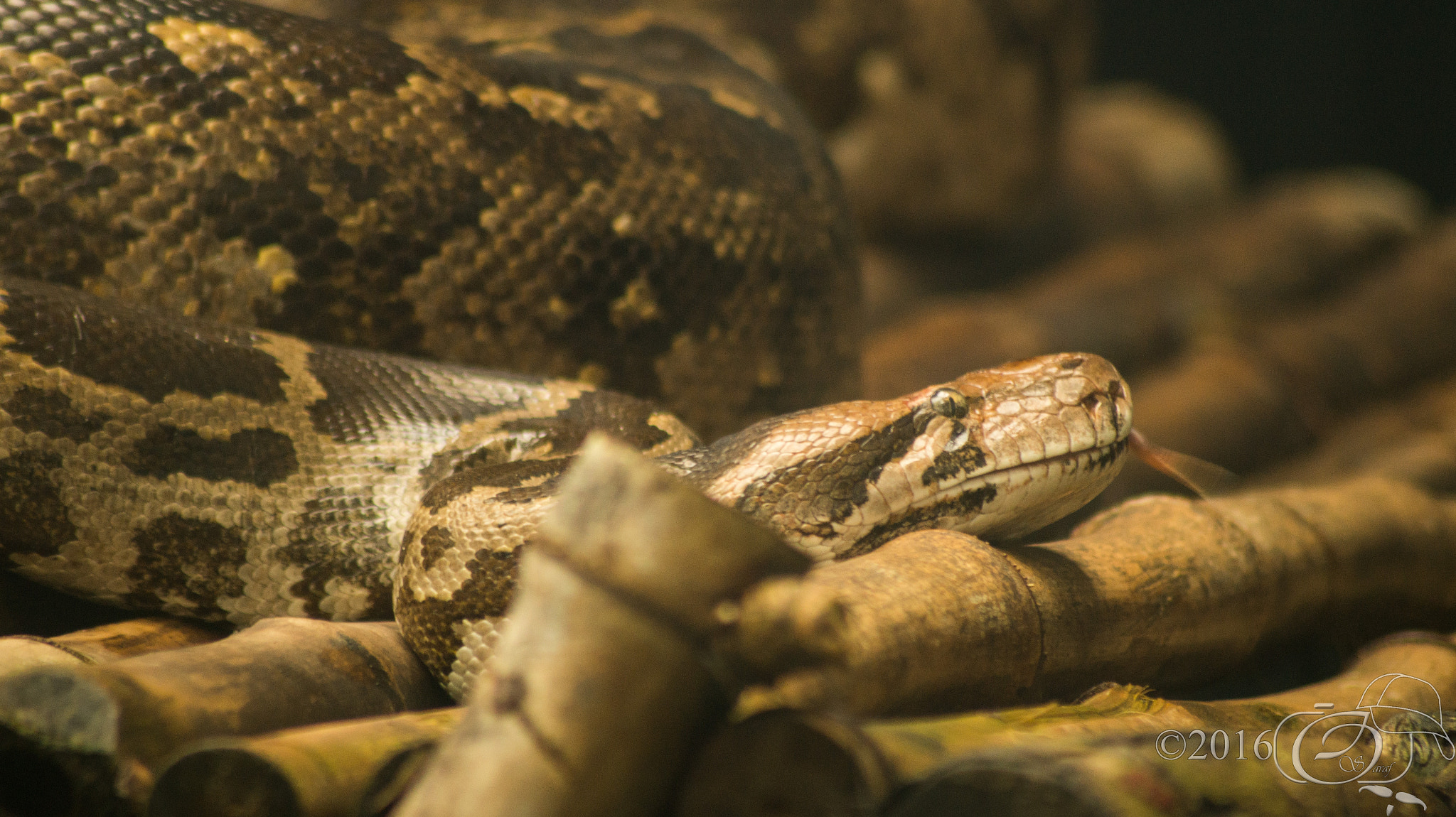Sony 75-300mm F4.5-5.6 sample photo. Indianpython photography