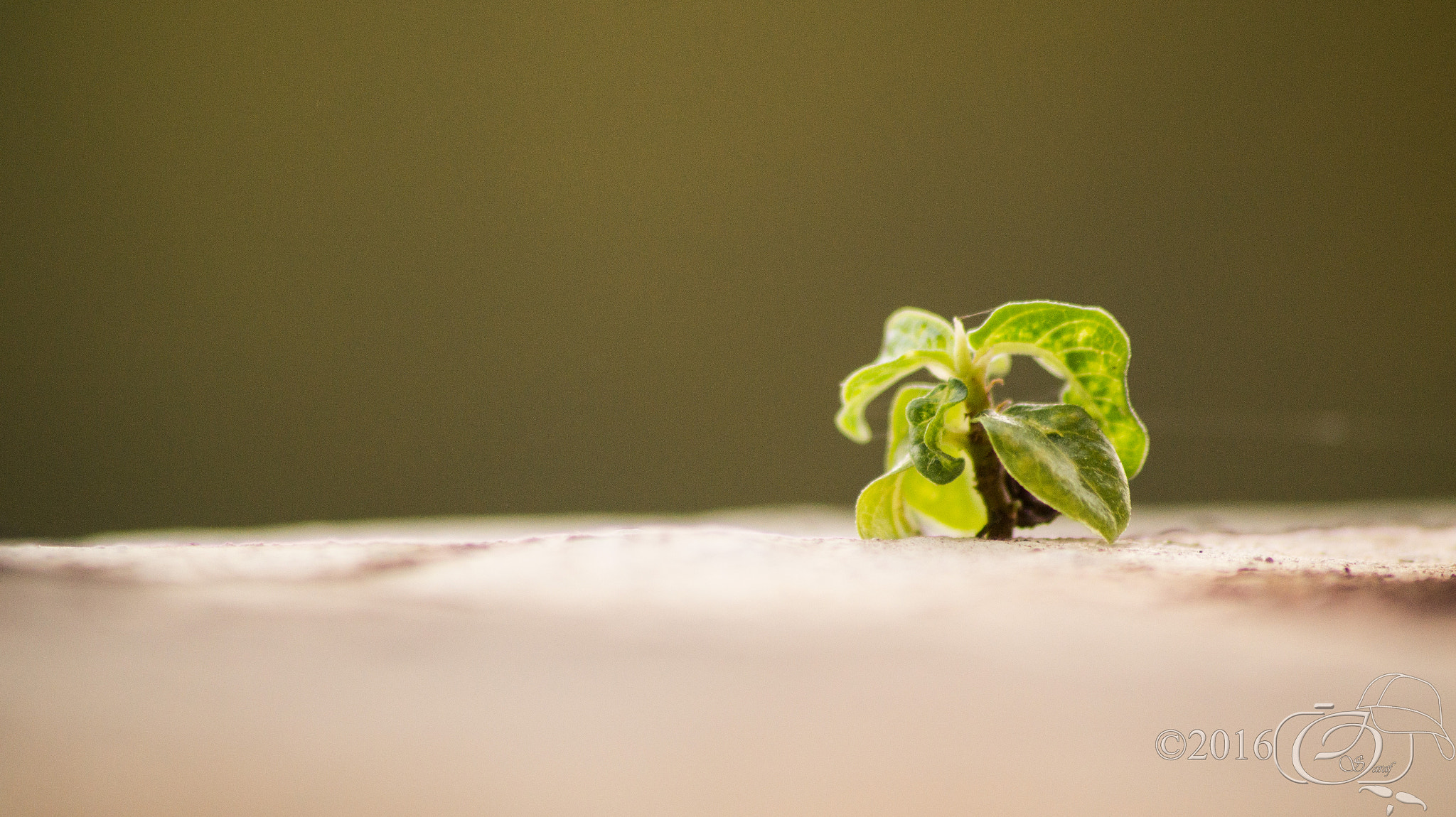 Sony 75-300mm F4.5-5.6 sample photo. Plantinwall photography