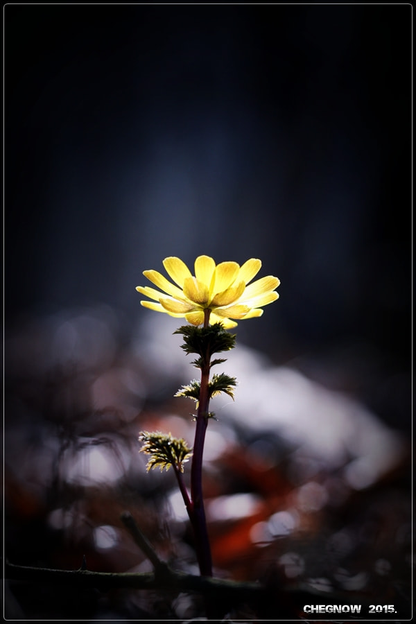 Canon EOS-1D Mark III sample photo. Adonis photography