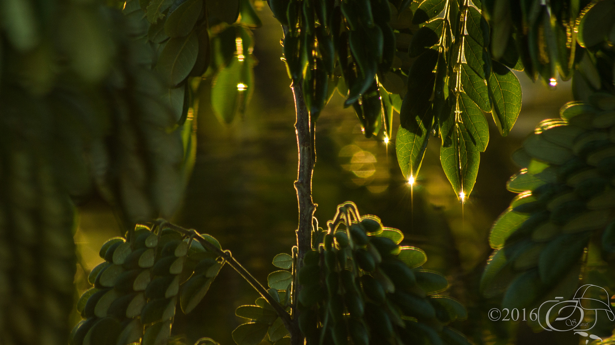 Sony 75-300mm F4.5-5.6 sample photo. Raindropsonleaves photography