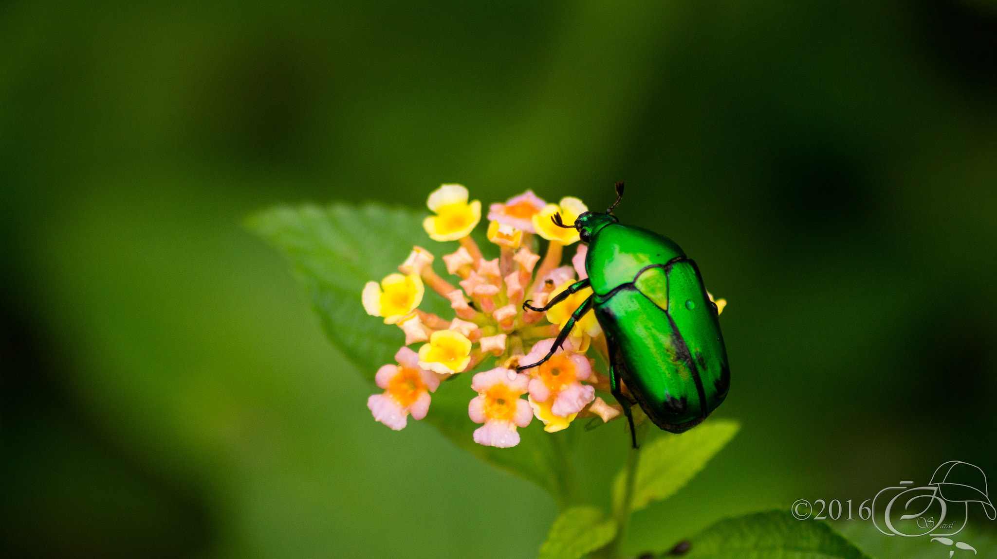 Sony 75-300mm F4.5-5.6 sample photo. Bugslife photography