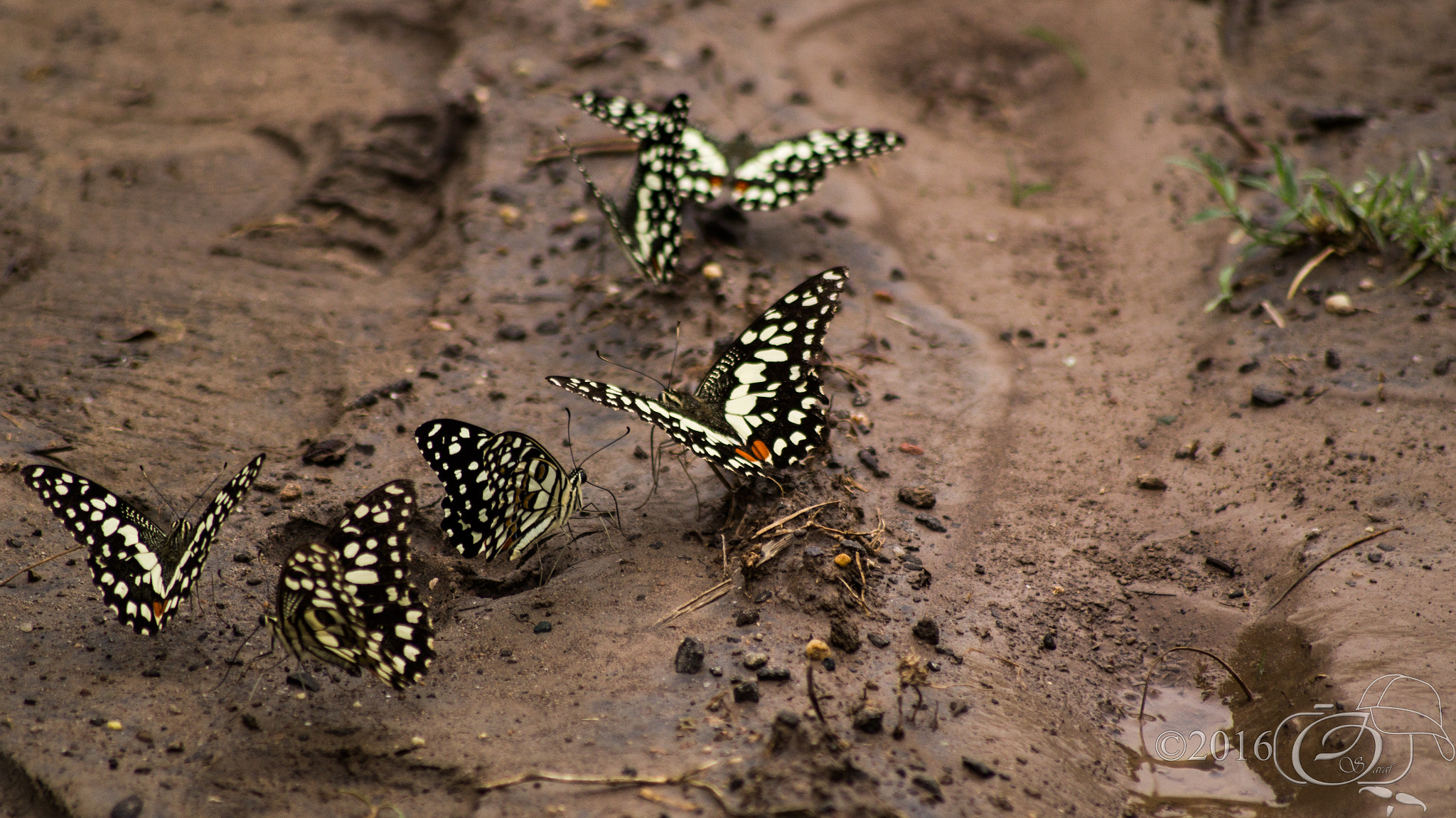 Sony 75-300mm F4.5-5.6 sample photo. Butterflies photography