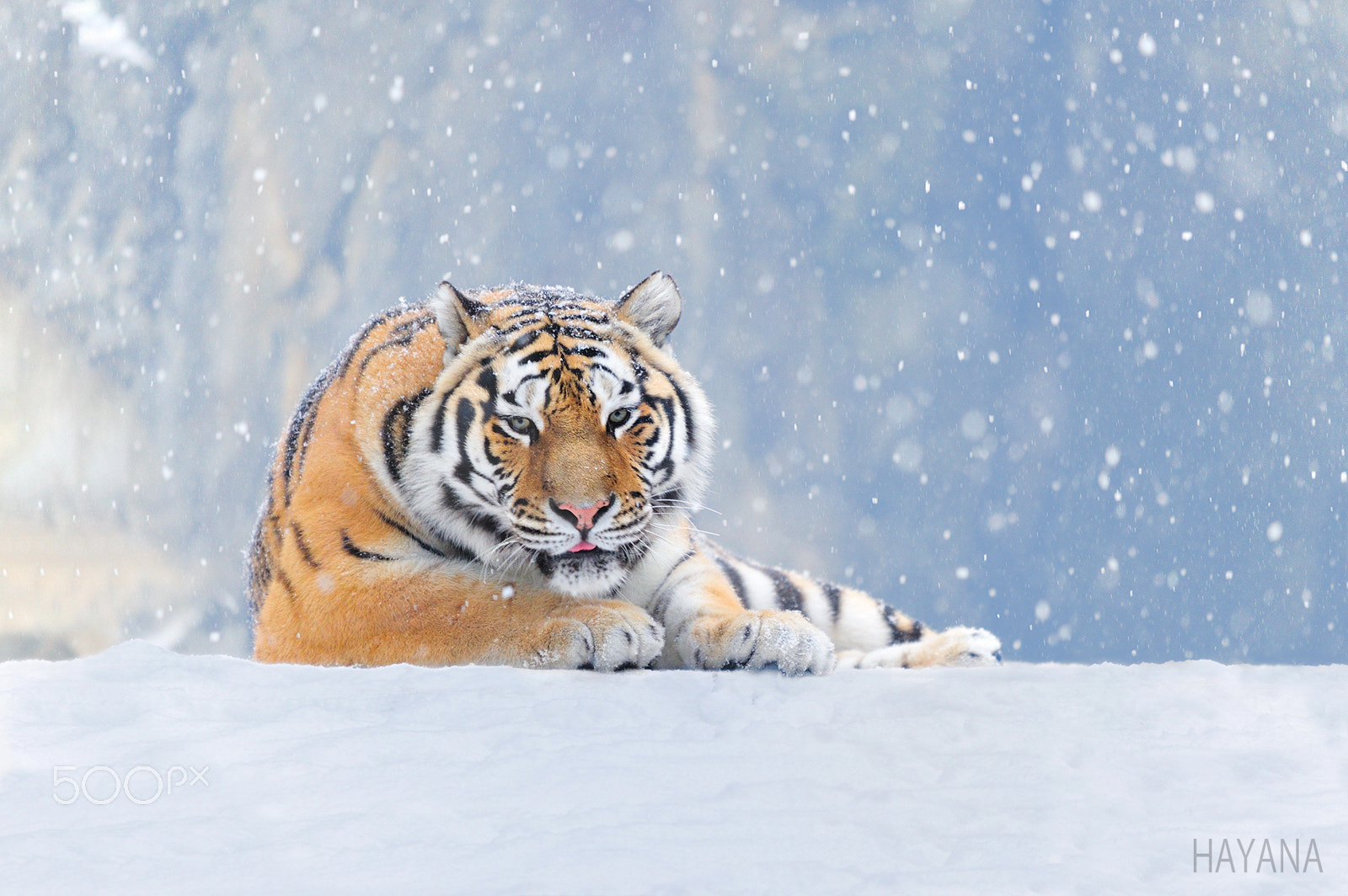 Nikon D3S + Sigma 150-500mm F5-6.3 DG OS HSM sample photo. Winter of siberian tiger photography