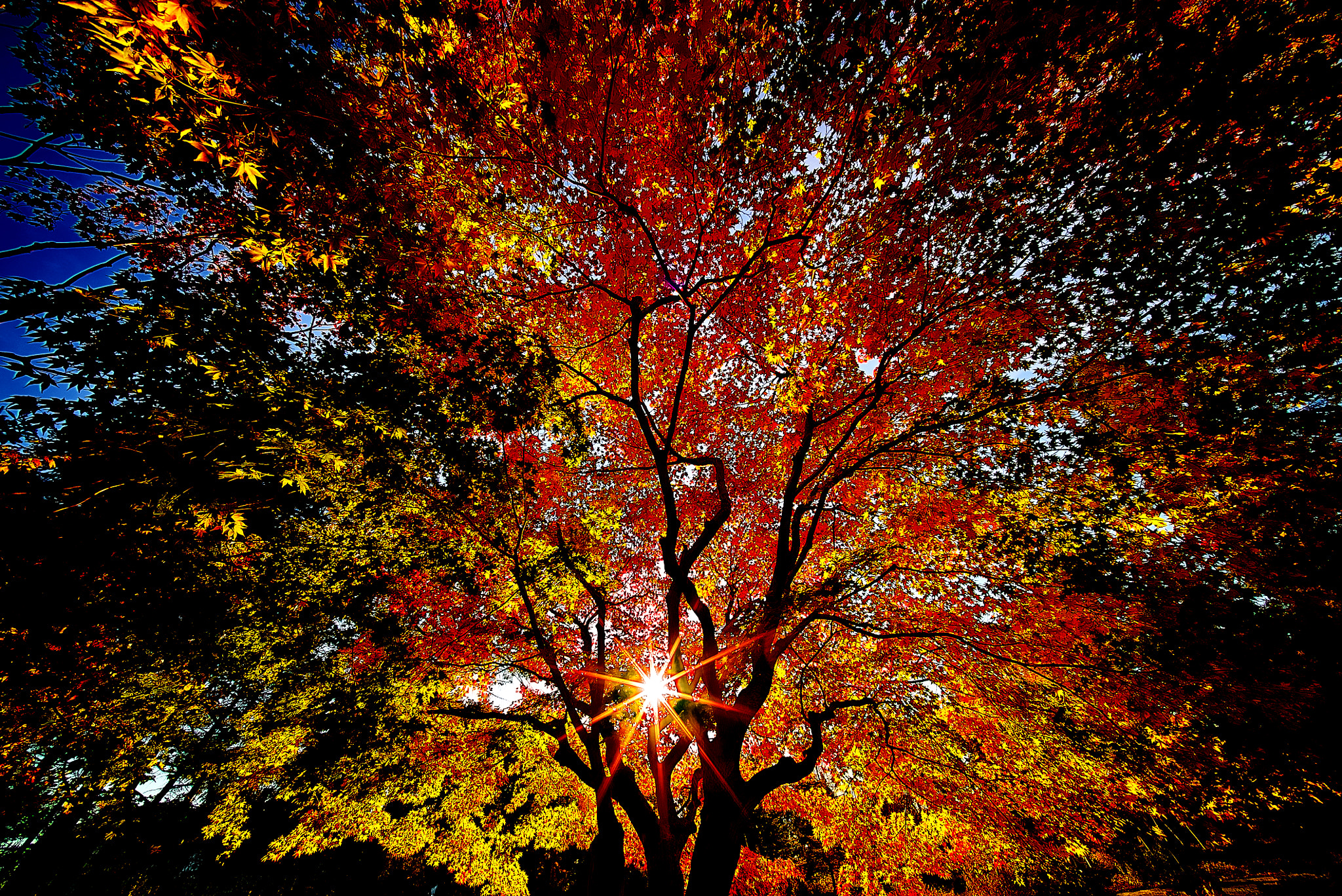 E 10mm F5.6 sample photo. Autumn in fullbloom 2016 photography