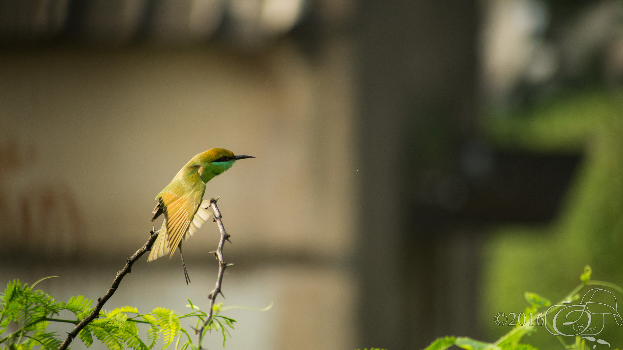 Sony 75-300mm F4.5-5.6 sample photo. Greenbeeeater photography