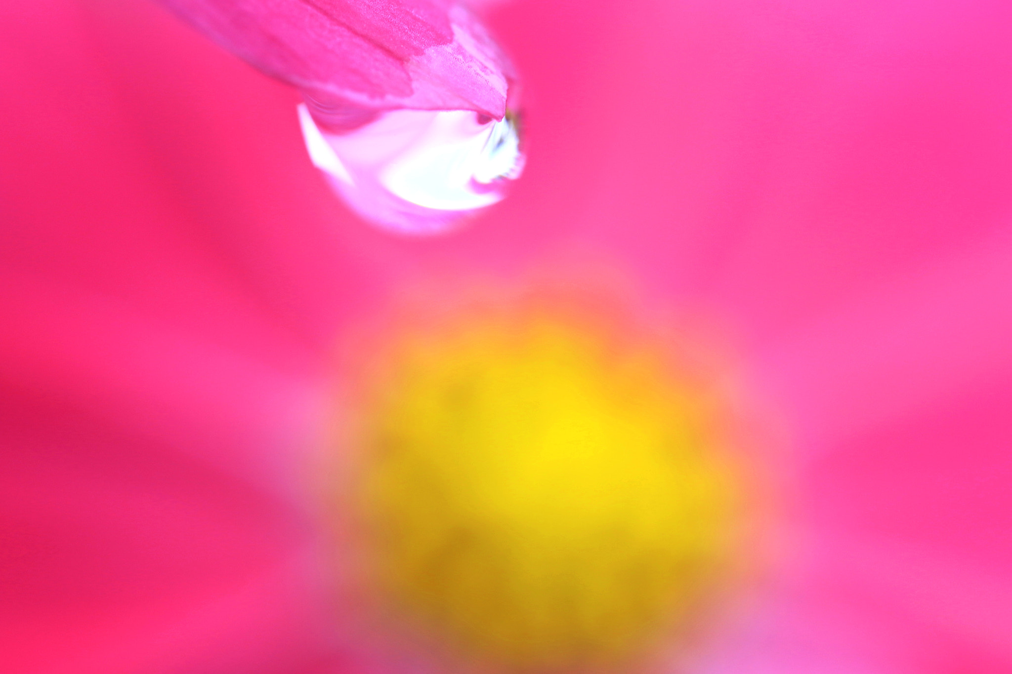 Canon MP-E 65mm F2.5 1-5x Macro Photo sample photo. Cosmos drop photography