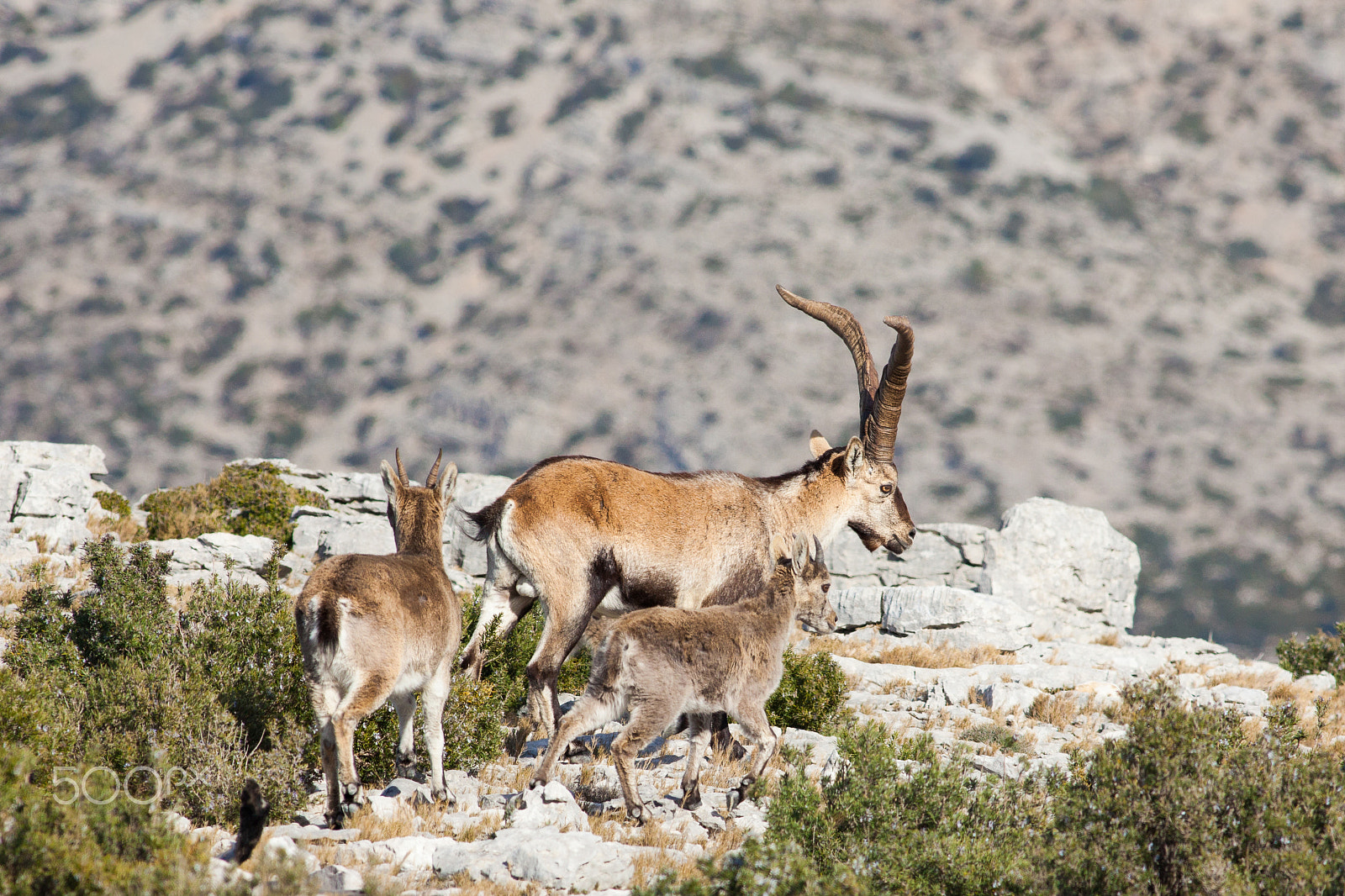 Canon EF 400mm F5.6L USM sample photo. Wild goats photography