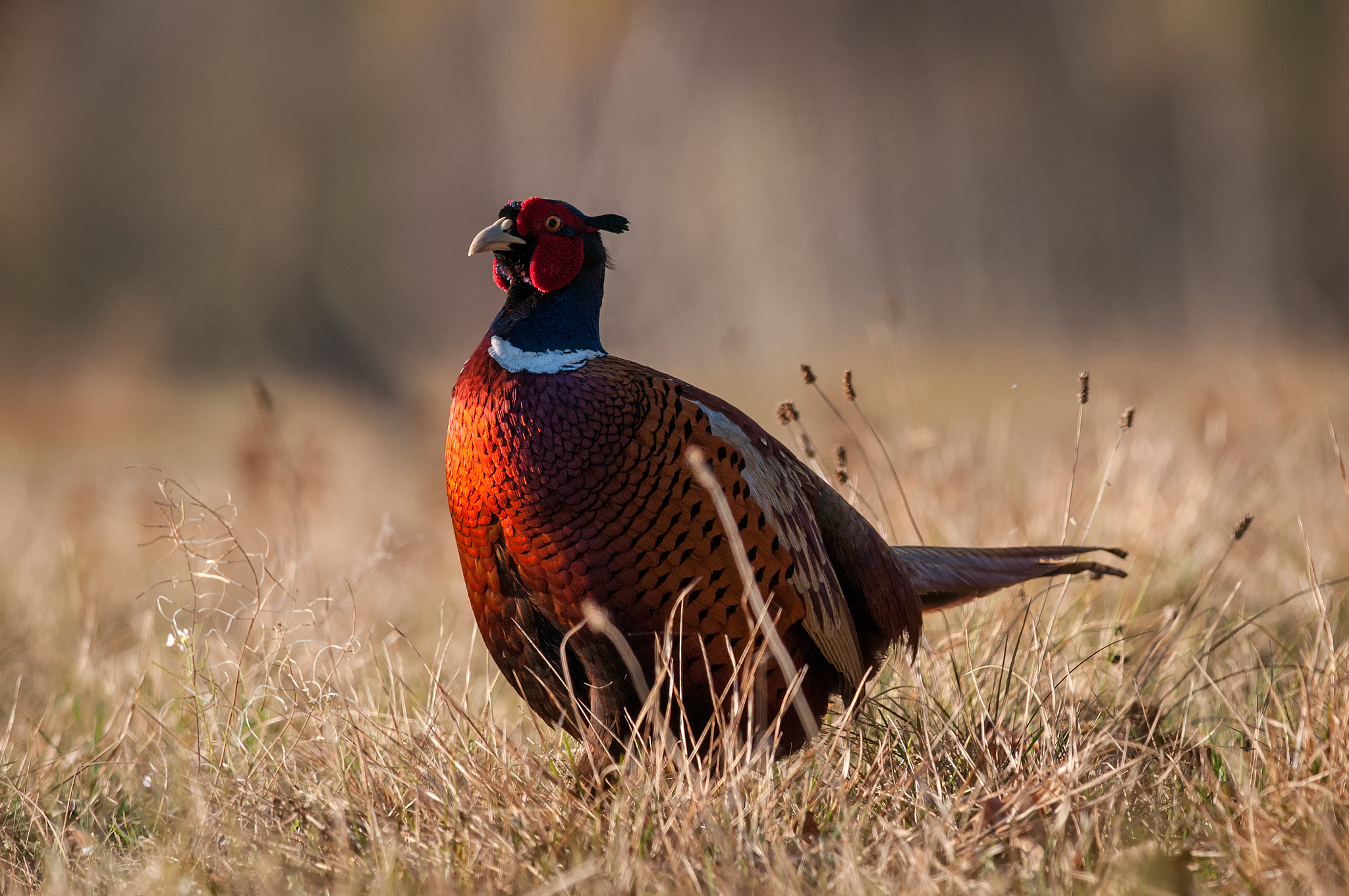 Nikon D300 + Nikon AF-S Nikkor 300mm F4D ED-IF sample photo. Pheasant photography