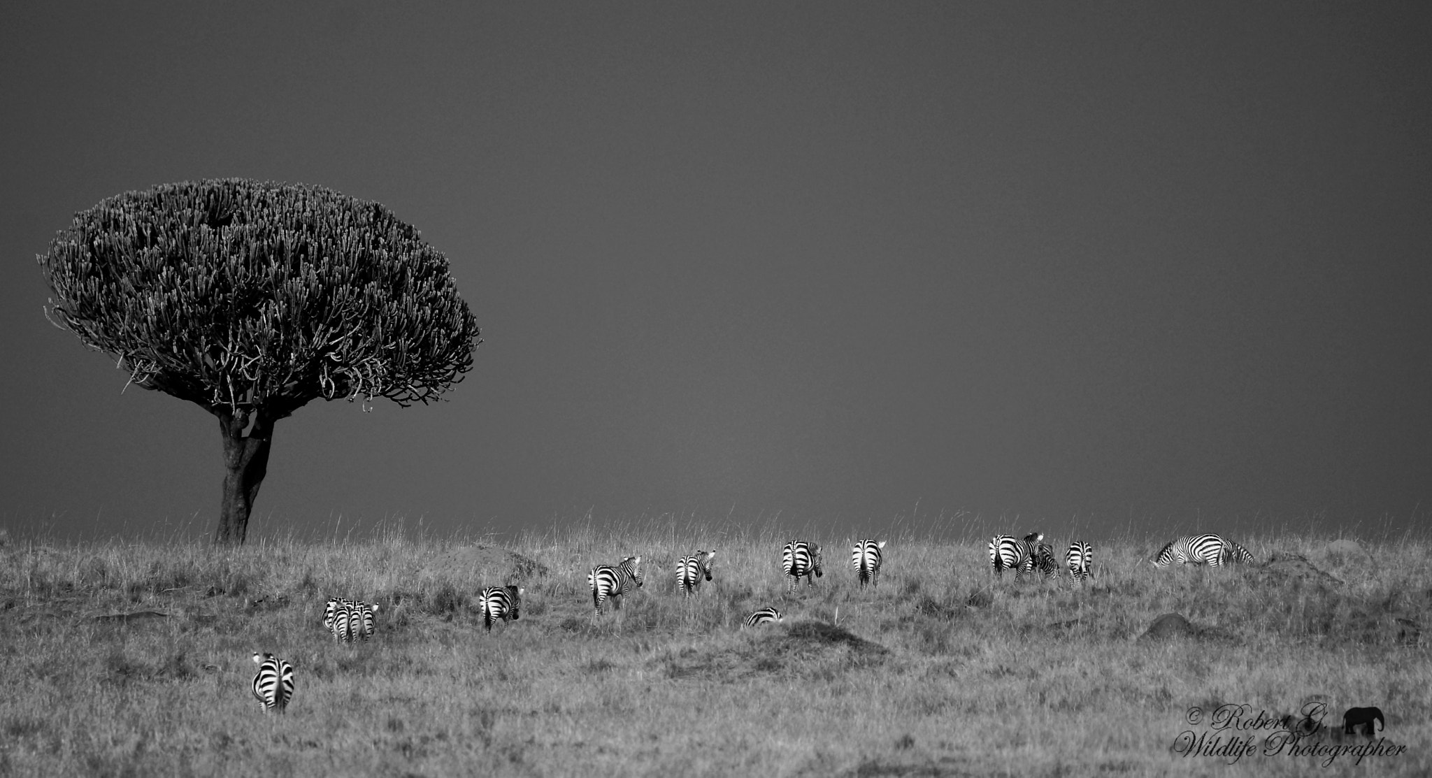 Sony SLT-A77 + Tamron SP 150-600mm F5-6.3 Di VC USD sample photo. Black and white serie africa 2016 photography