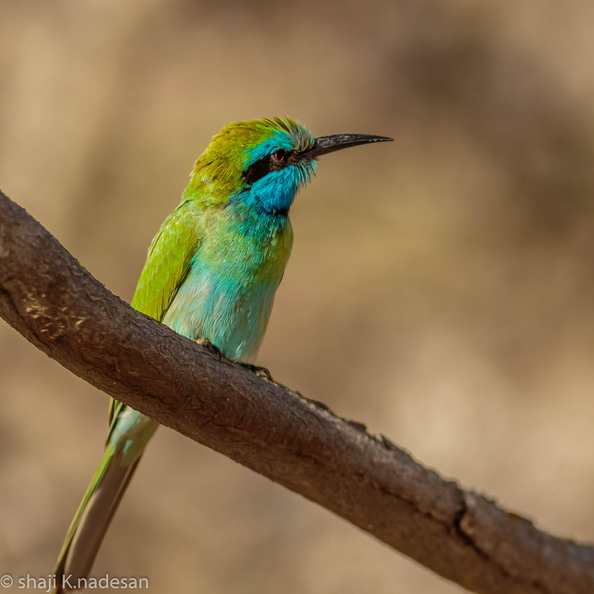Canon EOS 700D (EOS Rebel T5i / EOS Kiss X7i) + Canon EF 300mm F4L IS USM sample photo. Green bee eater photography