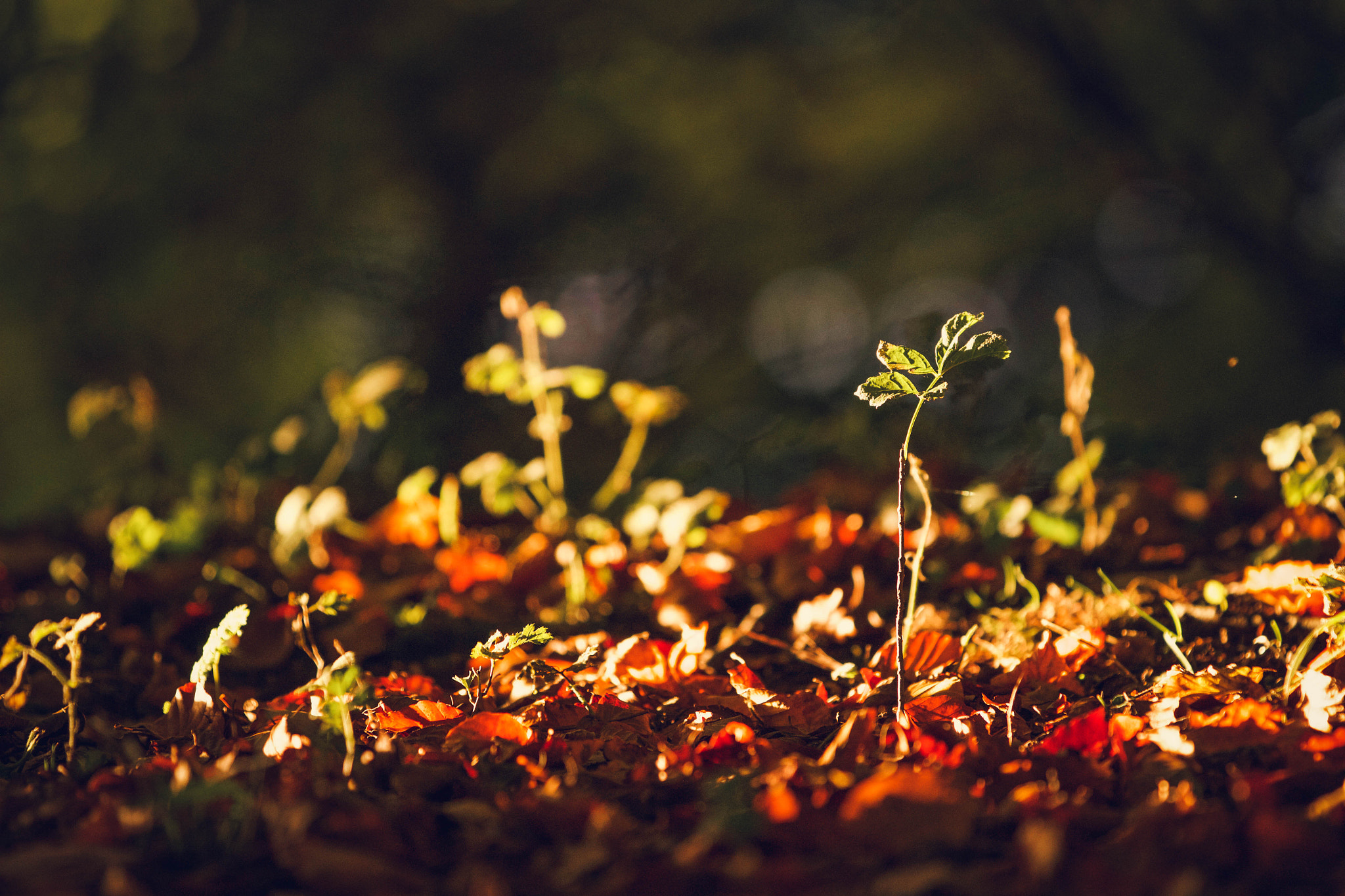 Canon EF 70-200mm F2.8L IS II USM sample photo. Forest floor photography