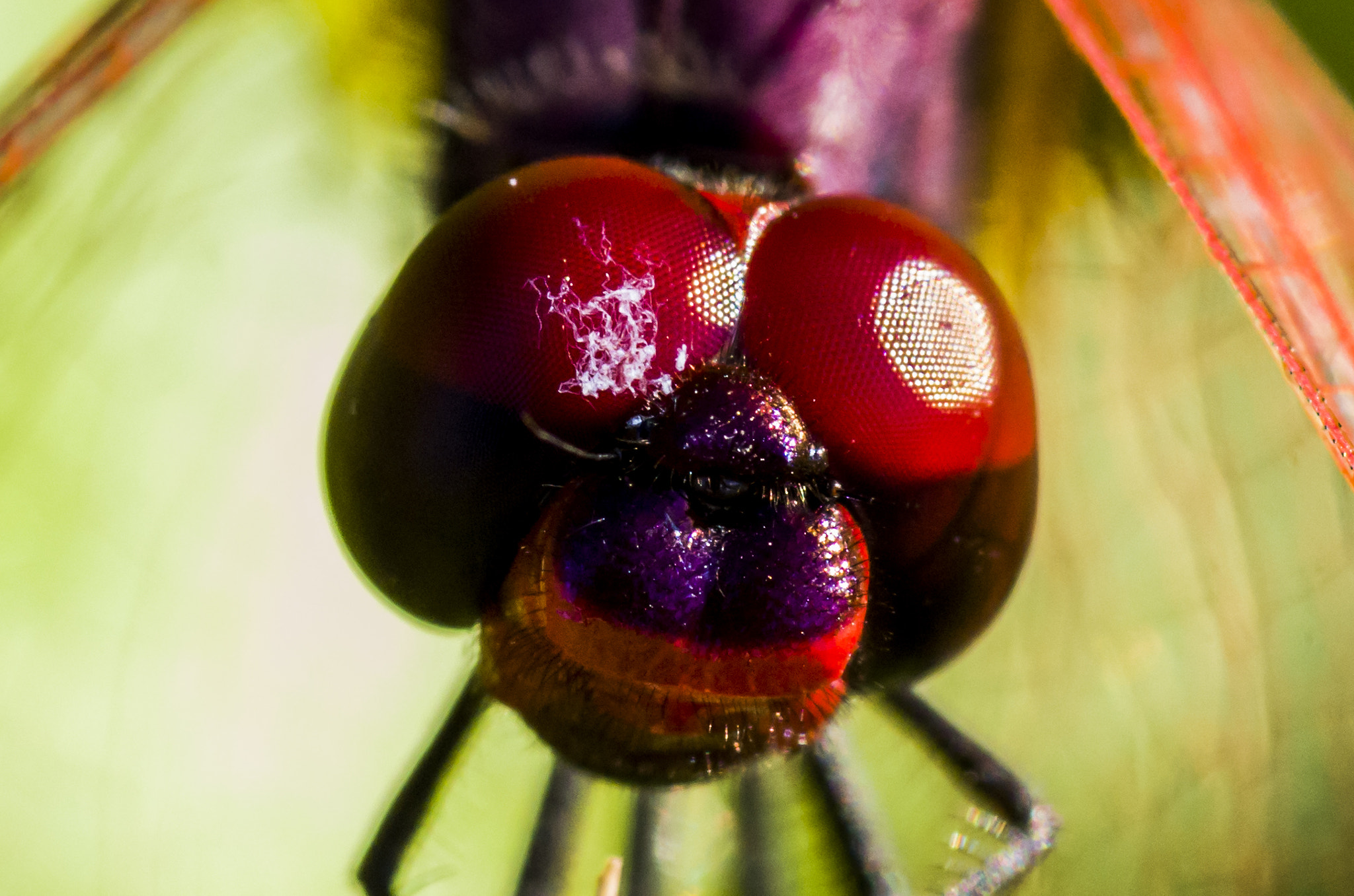 Pentax smc D-FA 100mm F2.8 macro sample photo. Dragonfly photography