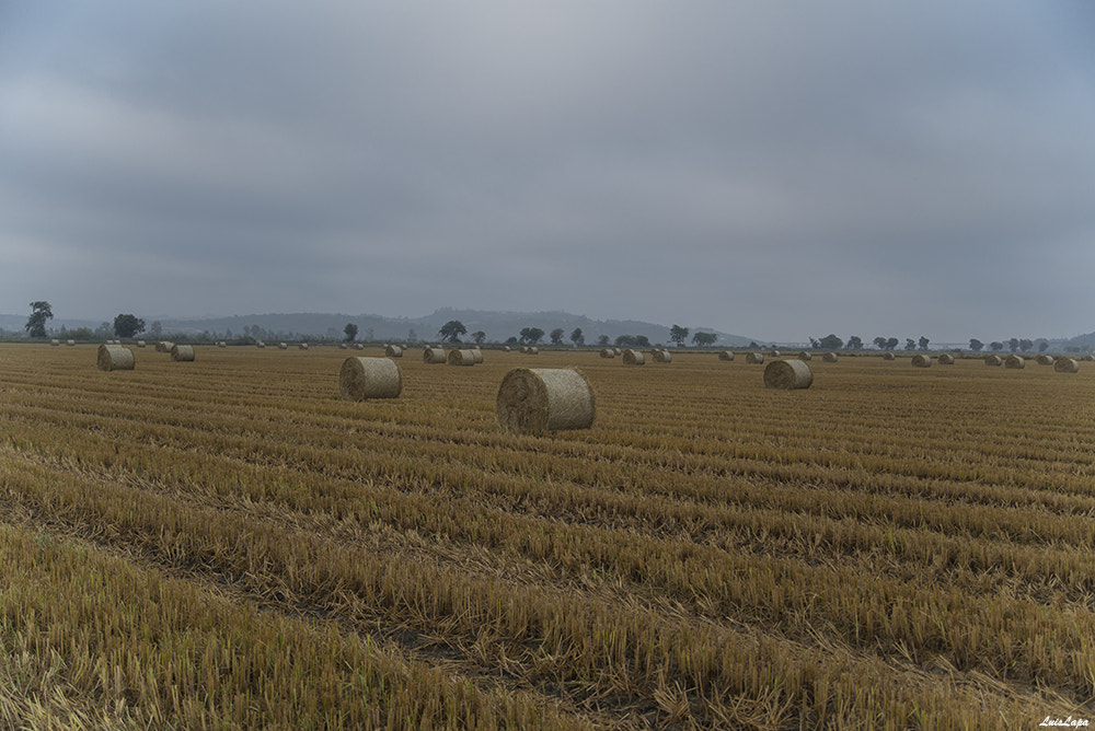 Nikon D600 sample photo. Copy photography