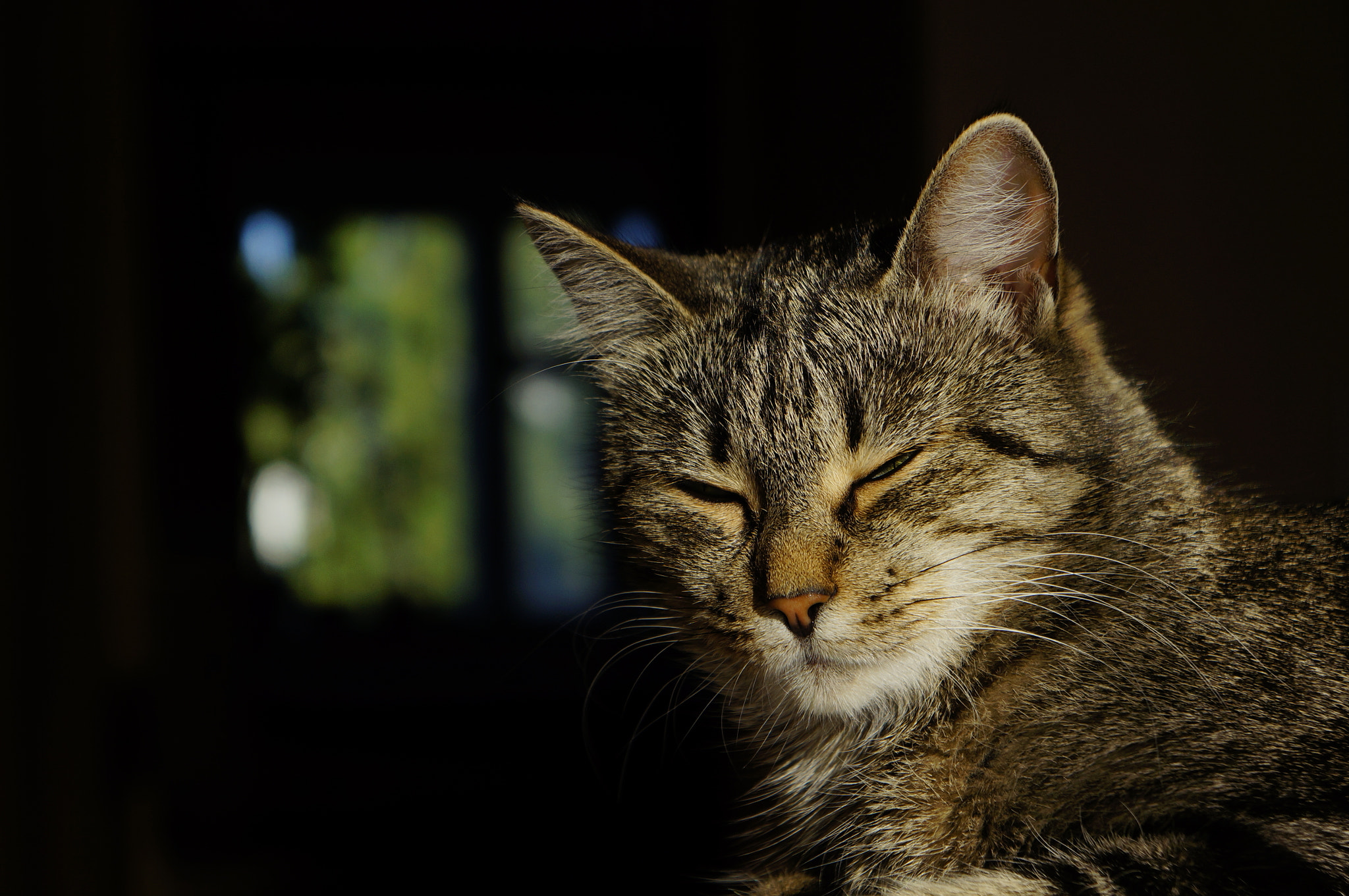 Sony FE 28-70mm F3.5-5.6 OSS sample photo. Cat. photography