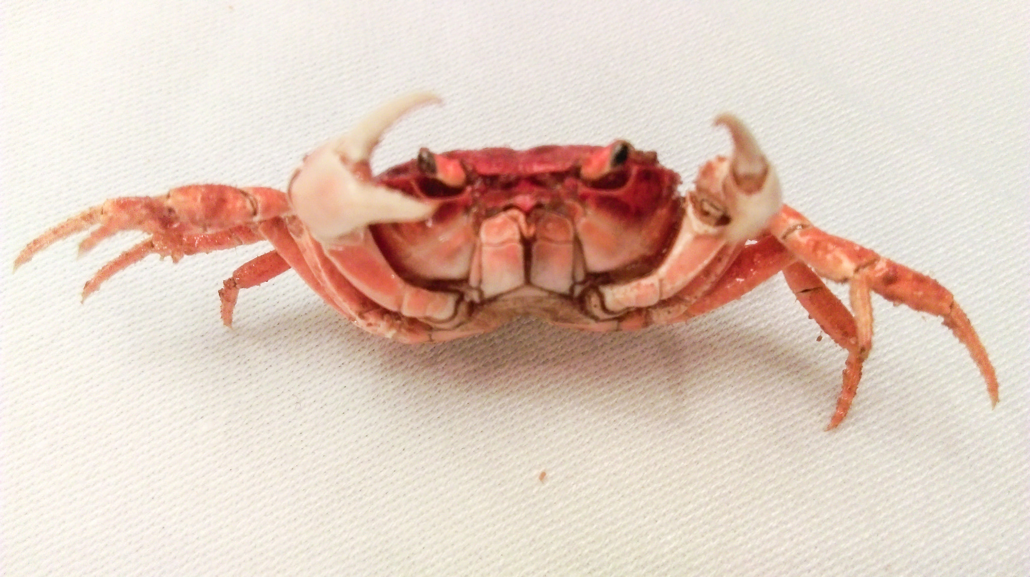 HTC DESIRE 826 DUAL SIM sample photo. Crab photography