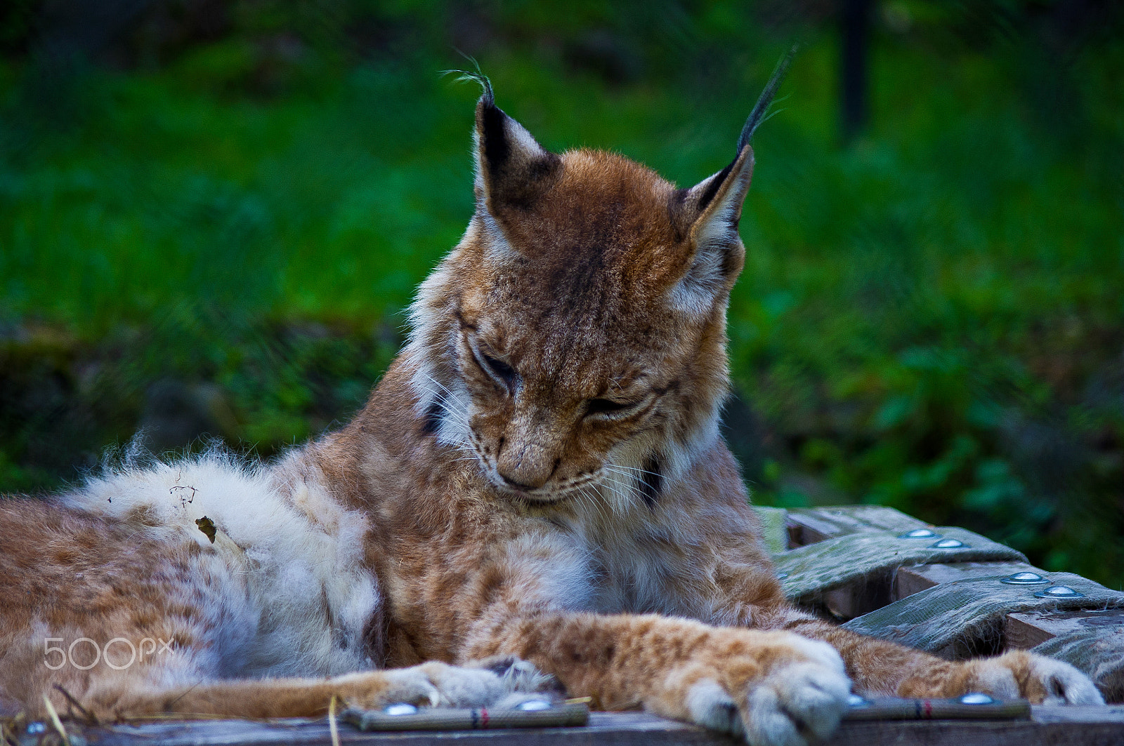 Pentax smc DA 50-200mm F4-5.6 ED WR sample photo. Lynx photography