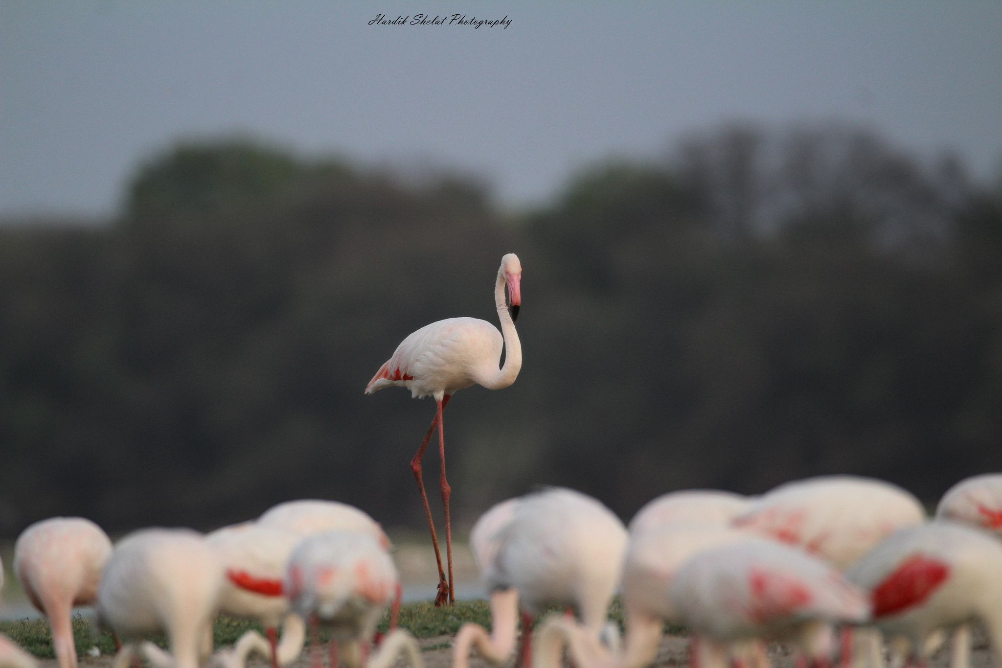 Canon EOS 1200D (EOS Rebel T5 / EOS Kiss X70 / EOS Hi) + Sigma 150-600mm F5-6.3 DG OS HSM | C sample photo. The greater flamingos at thol lake,gujarat,india photography