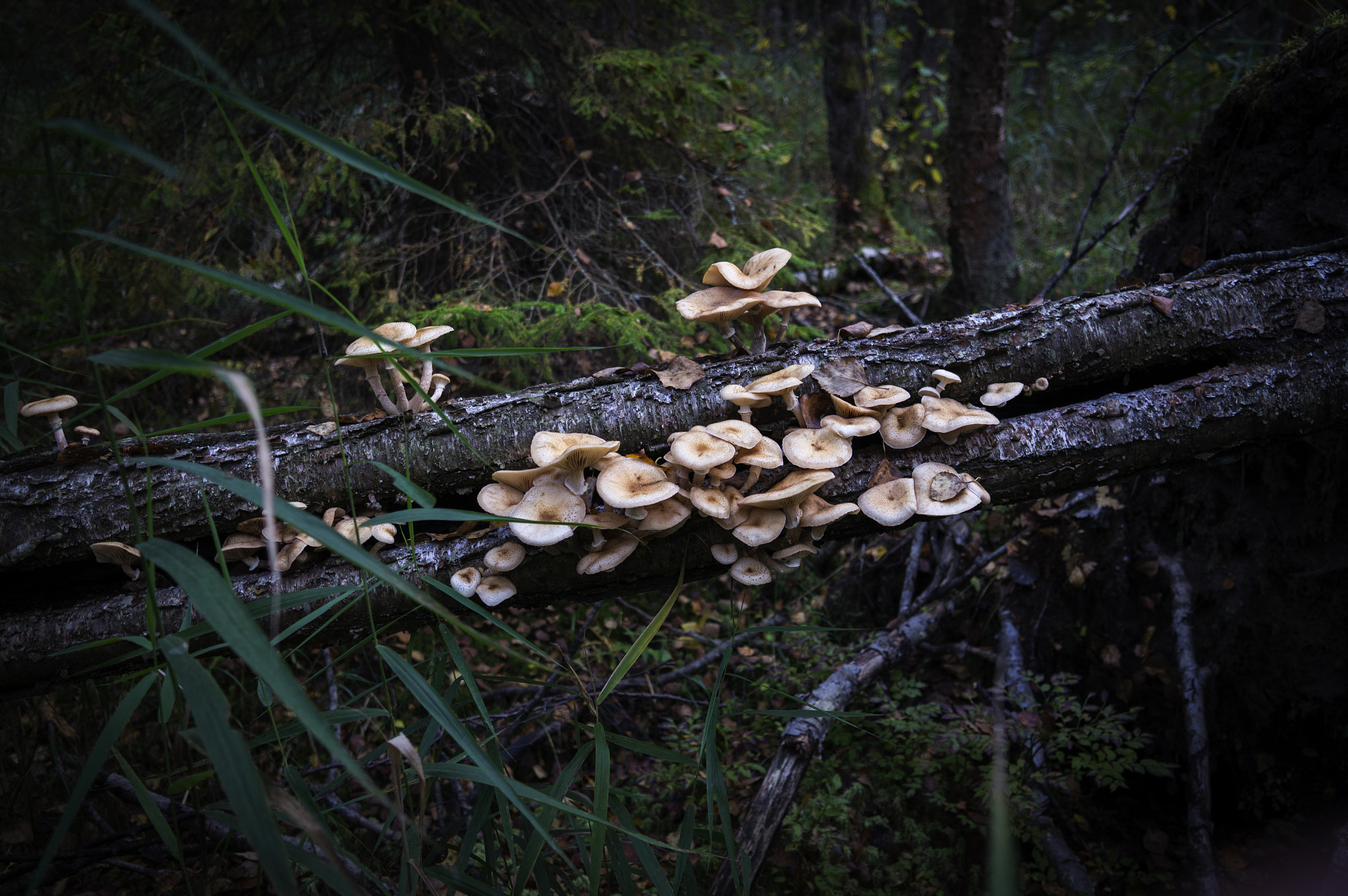 Sony Alpha NEX-5N + Sigma 19mm F2.8 EX DN sample photo. Honey mushrooms. photography