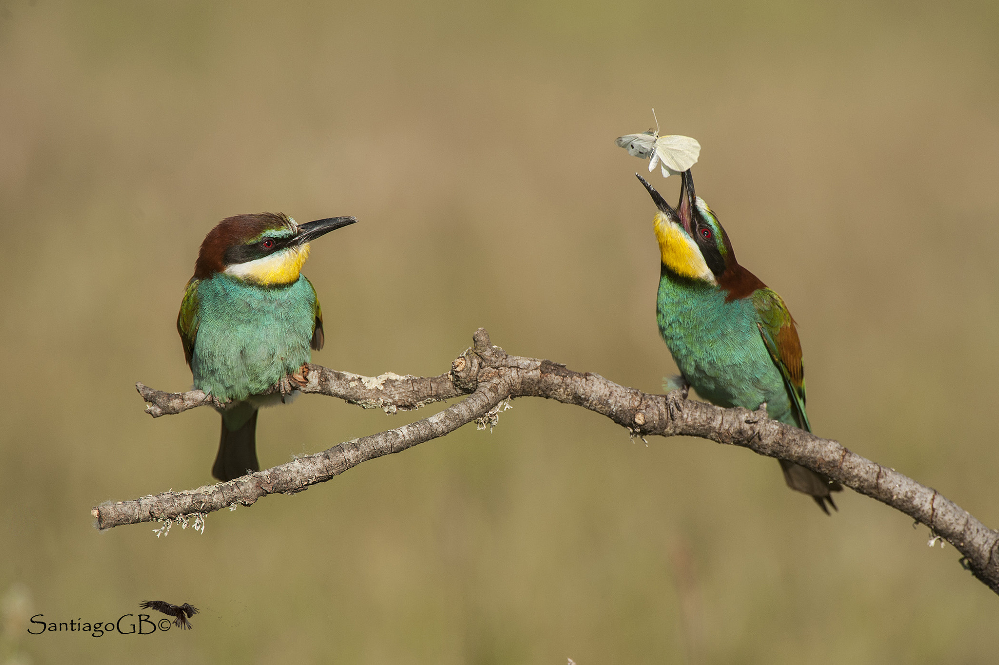 Nikon AF-S Nikkor 200-400mm F4G ED-IF VR sample photo. Abejaruco europeo (merops apiaster). the brunch photography