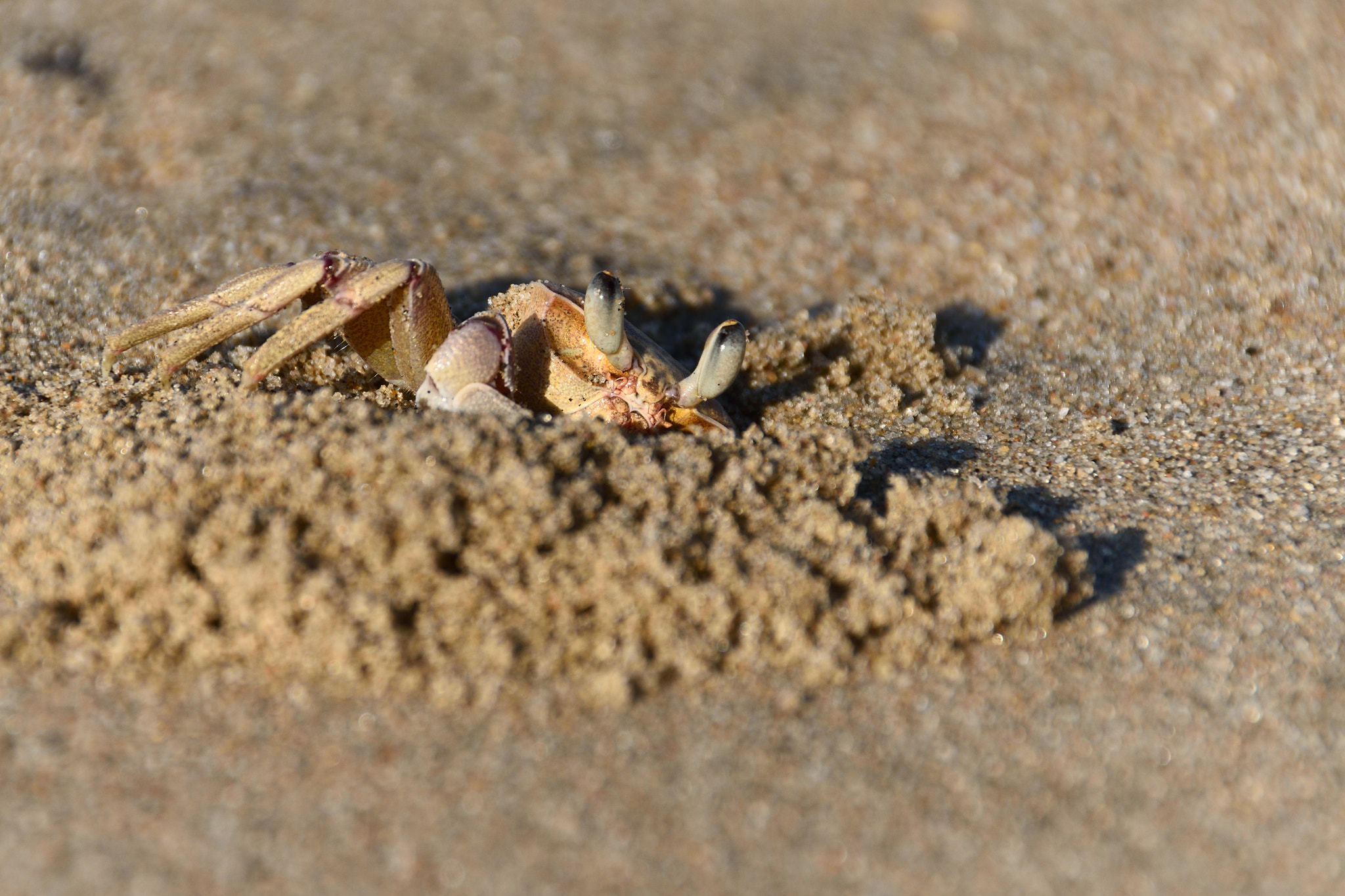 Sigma 18-250mm F3.5-6.3 DC Macro OS HSM sample photo. Hidden crabe photography