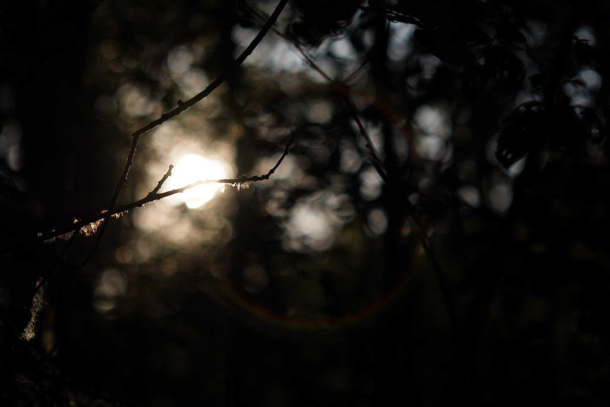 Nikon D7100 + Sigma 70-200mm F2.8 EX DG Macro HSM II sample photo. Sunset in the forrest photography