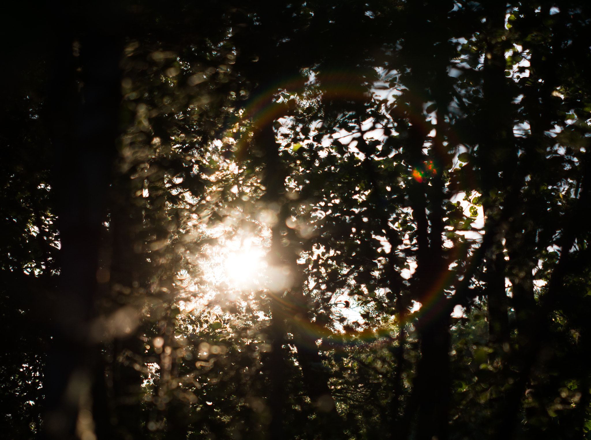 Nikon D7100 + Sigma 70-200mm F2.8 EX DG Macro HSM II sample photo. Silhouette in the forrest photography