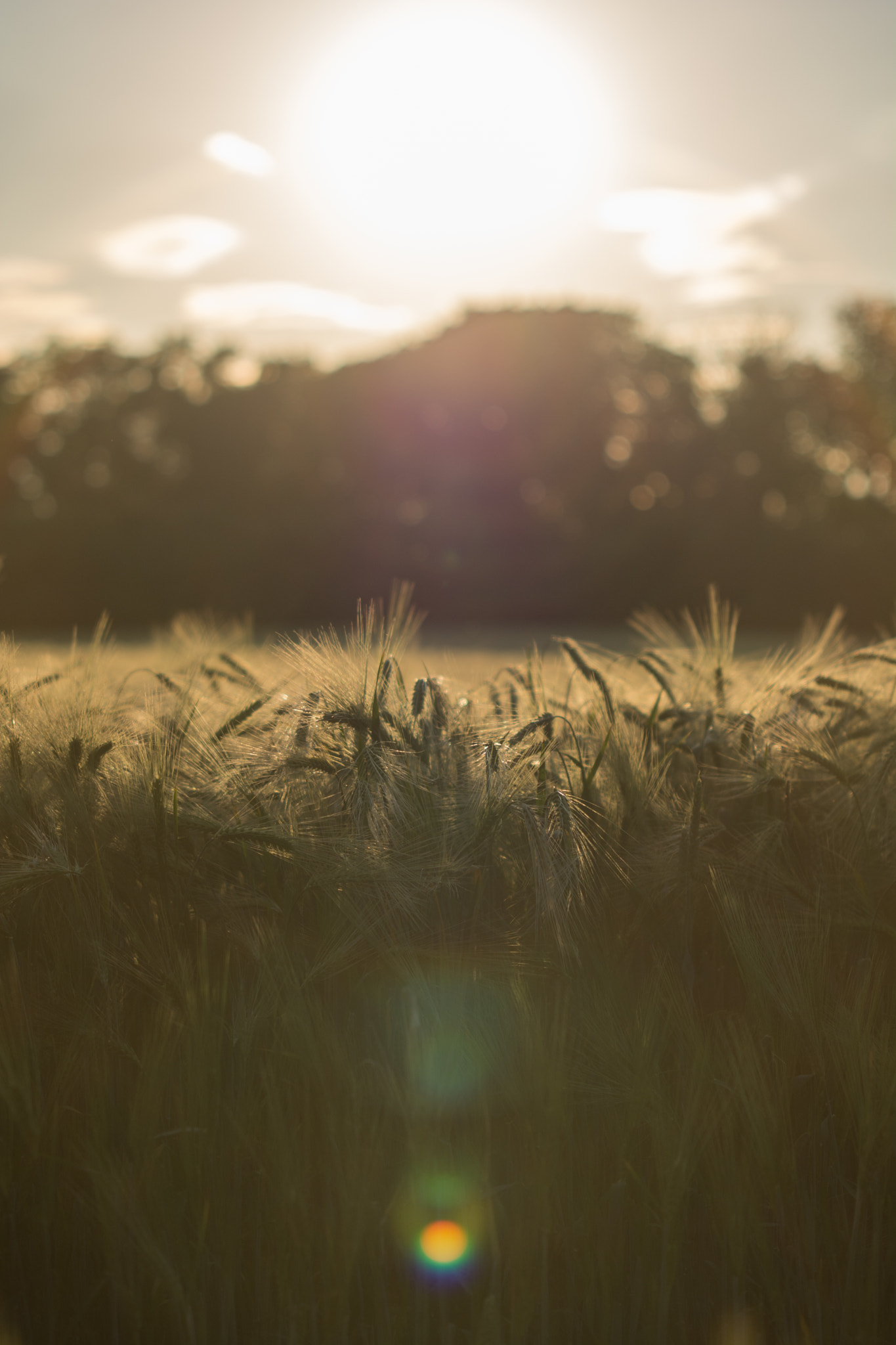 Sigma 70-200mm F2.8 EX DG Macro HSM II sample photo. Corny sunset photography