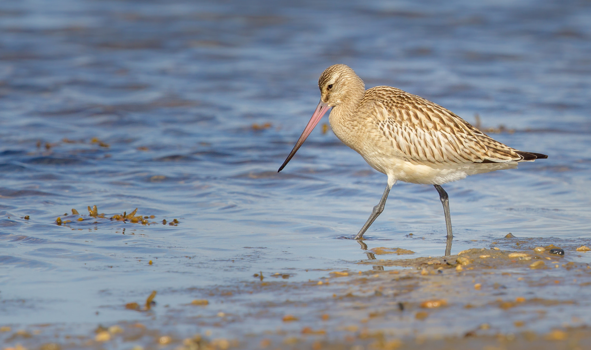 Canon EOS-1D Mark IV + Canon EF 500mm F4L IS II USM sample photo. Bar-tailed godwit photography