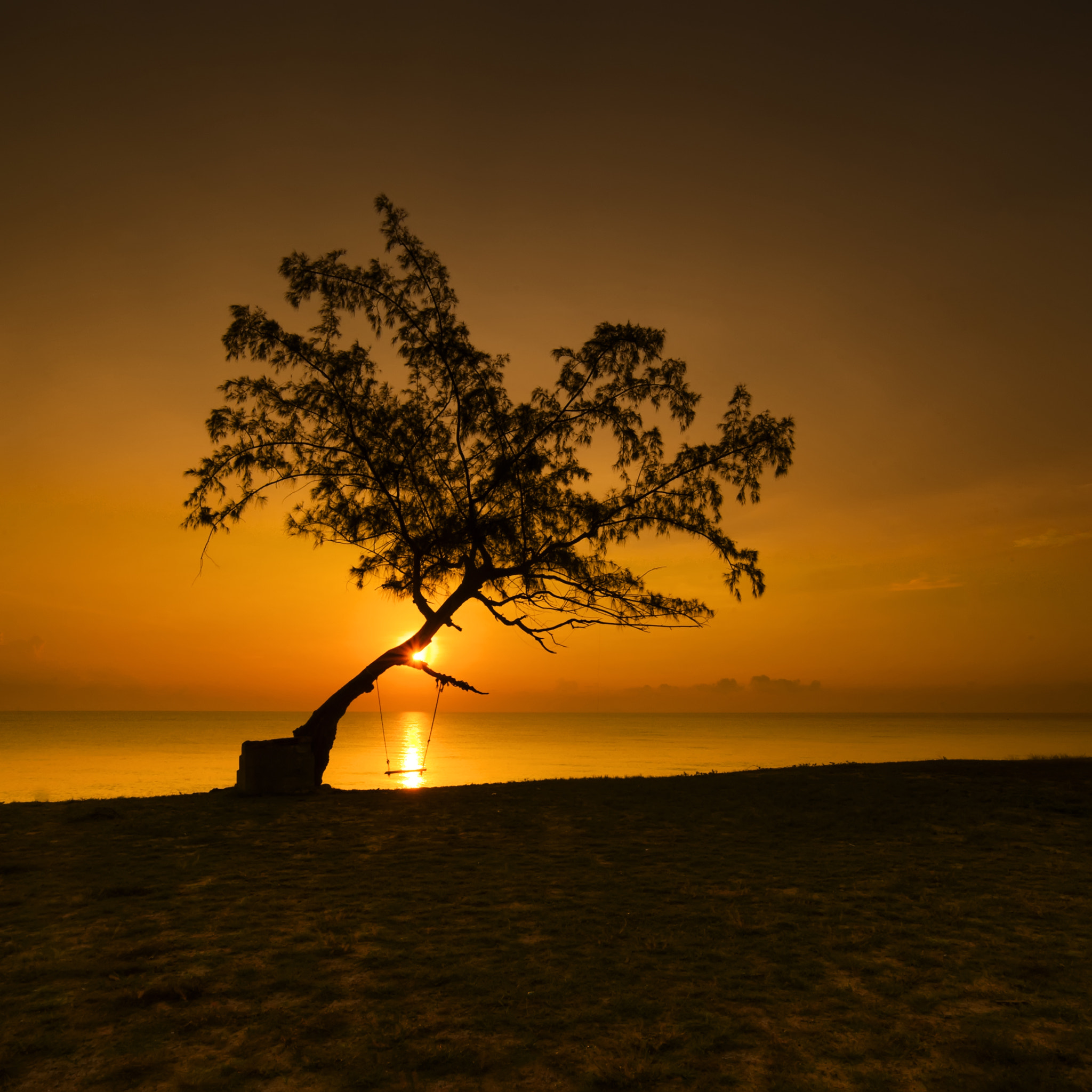 Nikon D3 sample photo. One tree photography