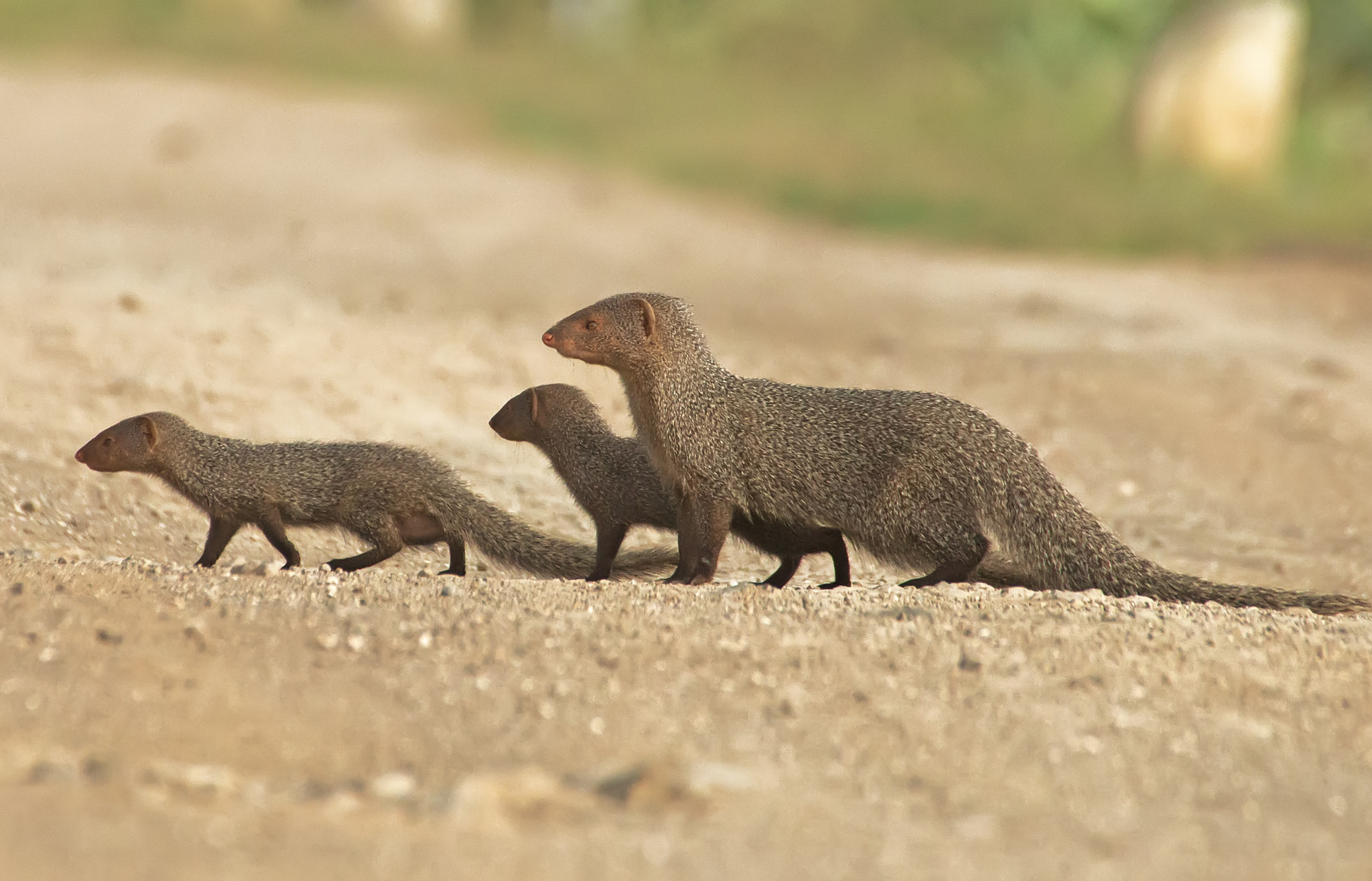 Canon EOS 70D + Sigma 50-500mm F4.5-6.3 DG OS HSM sample photo. Indian grey mongoose photography