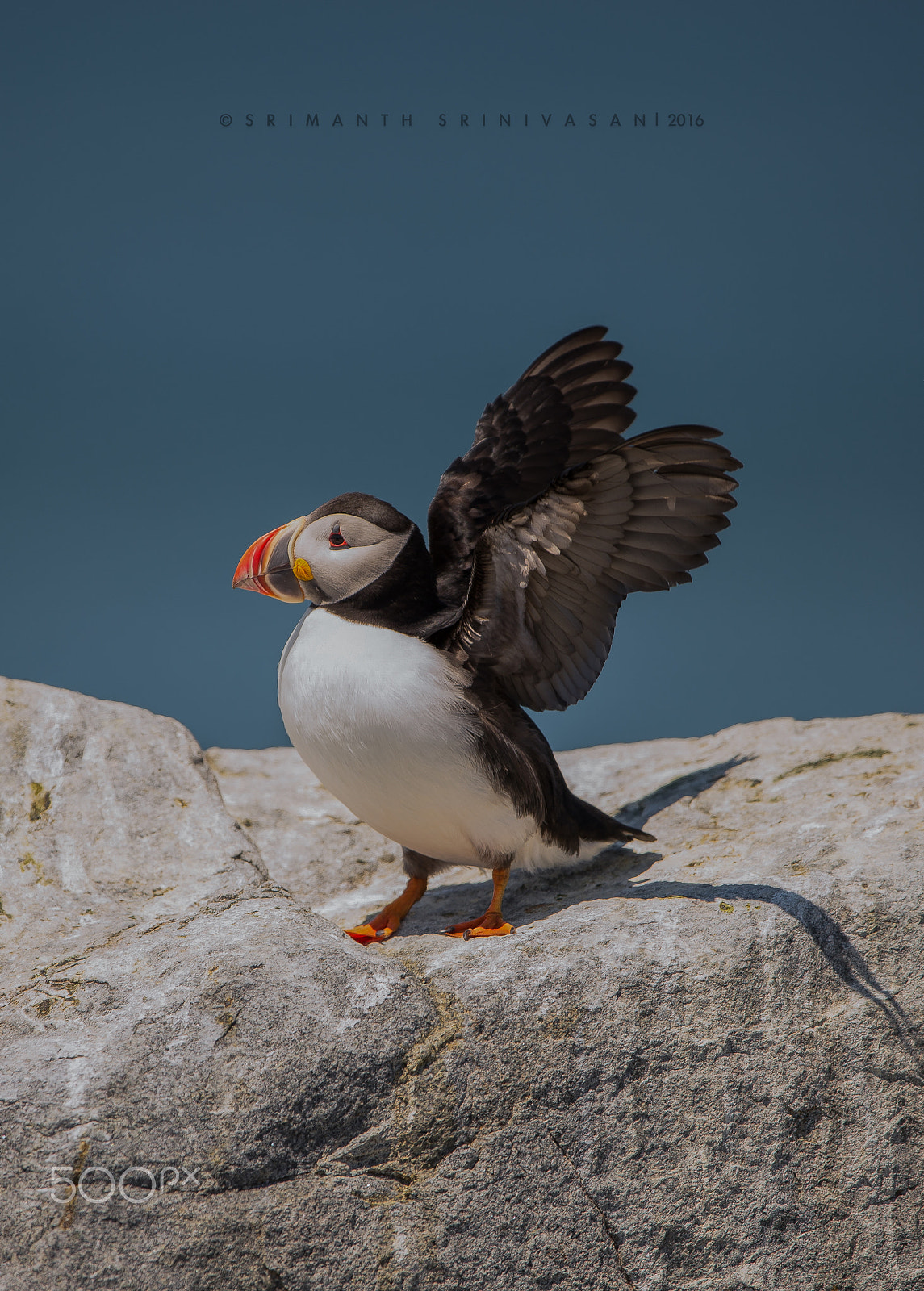 Nikon D610 + Nikon AF-S Nikkor 600mm F4G ED VR sample photo. Machias seal island | 17-jun-2016 photography