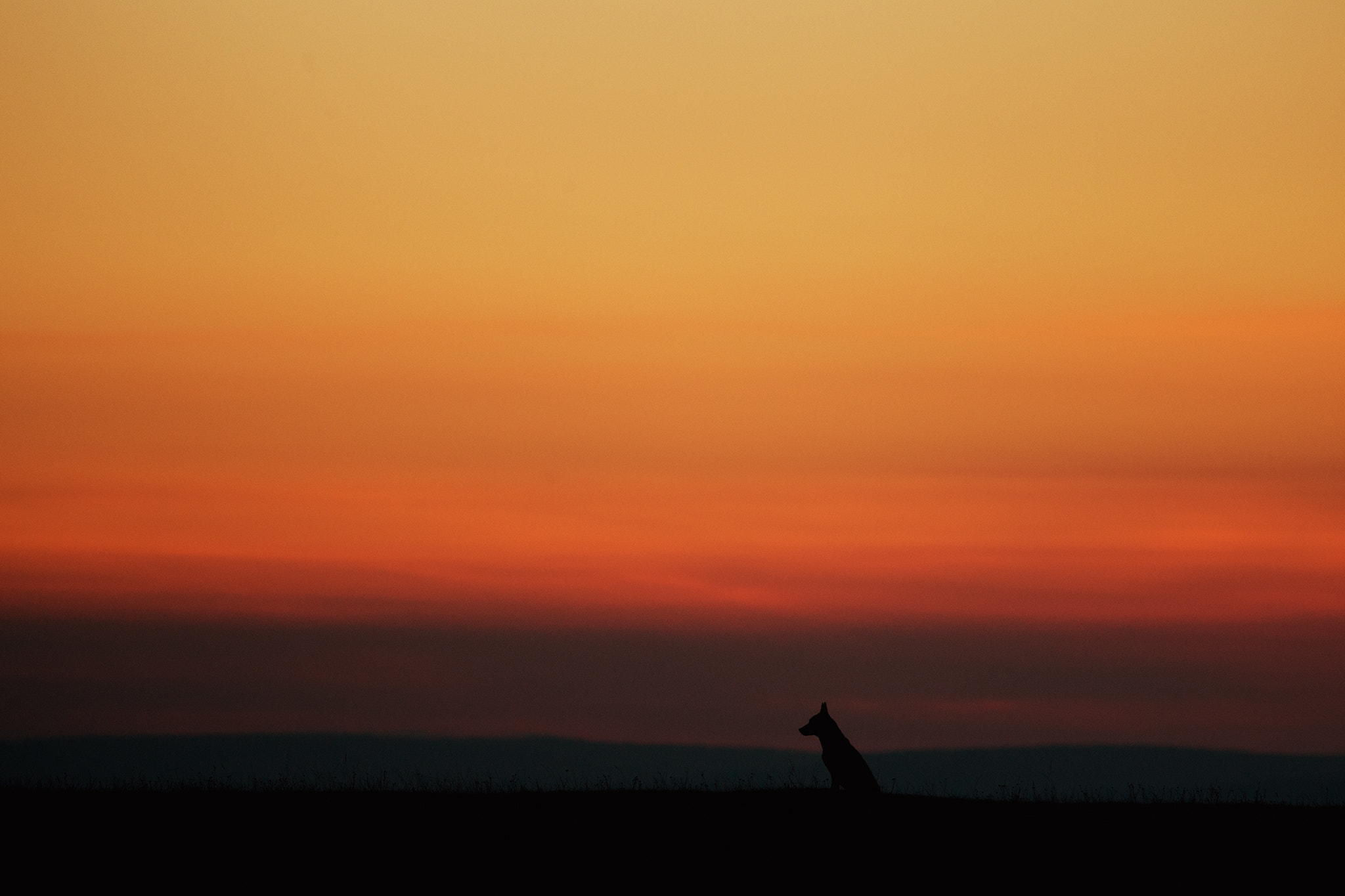 Canon EOS 6D + Canon EF 400mm F5.6L USM sample photo. Dog in sunset photography