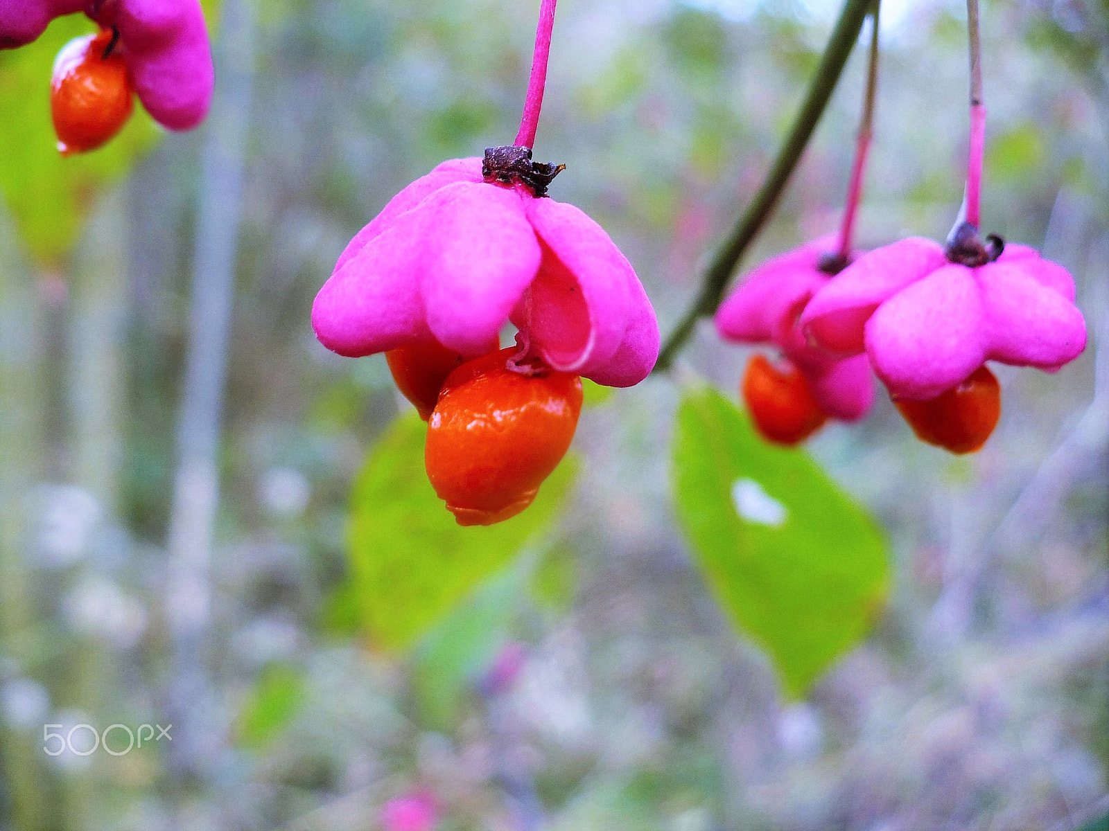 Panasonic DMC-LZ7 sample photo. Seeds euonymus. cемена бересклета/ photography