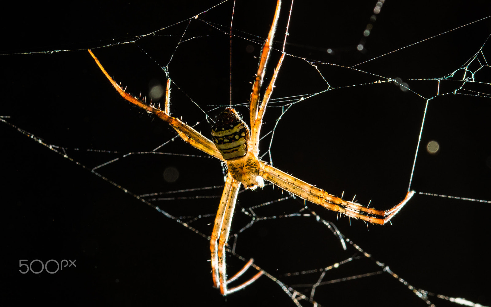 Sigma 105mm F2.8 EX DG OS HSM sample photo. Unknown spider photography
