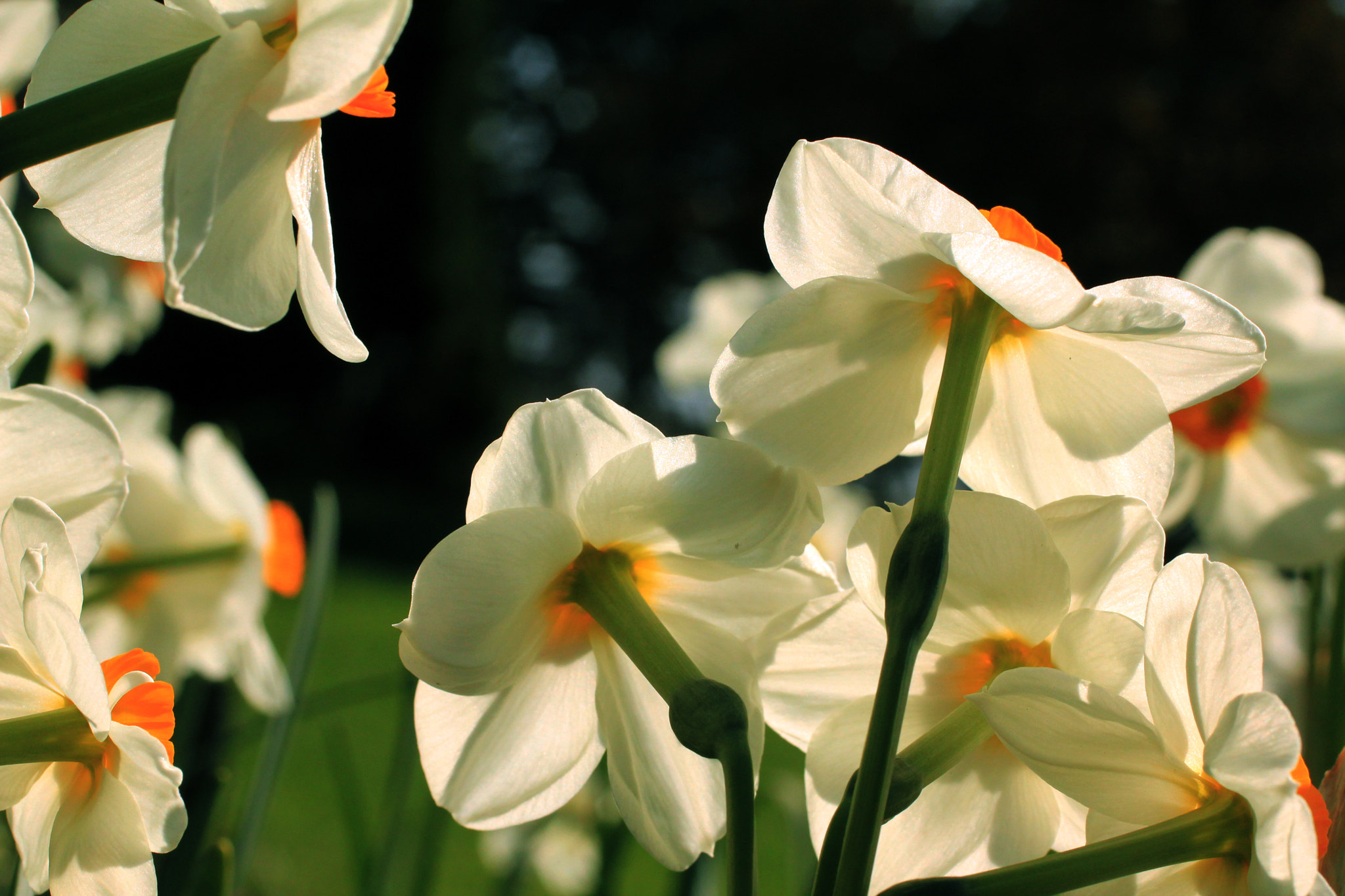 Canon EF 50mm F2.5 Macro sample photo. Daffodils... photography
