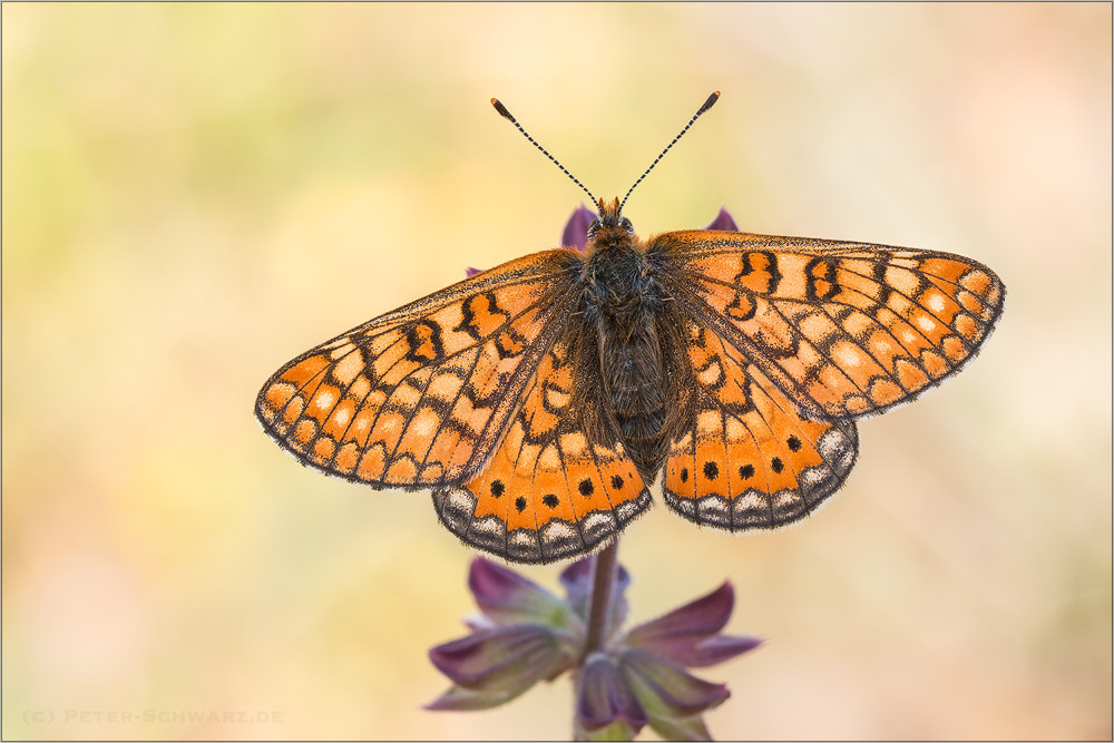 Sigma 150mm f/2.8 EX DG OS HSM APO Macro sample photo. Euphydryas aurinia photography