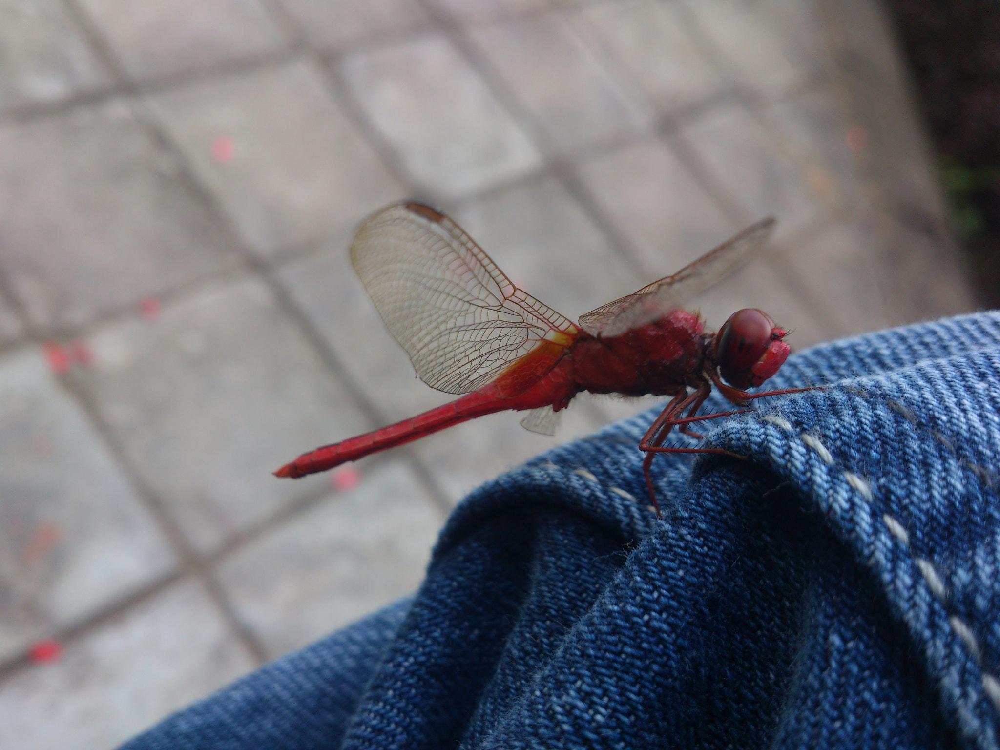 Sony Ericsson Xperia S sample photo. Close up, dragonfly. photography
